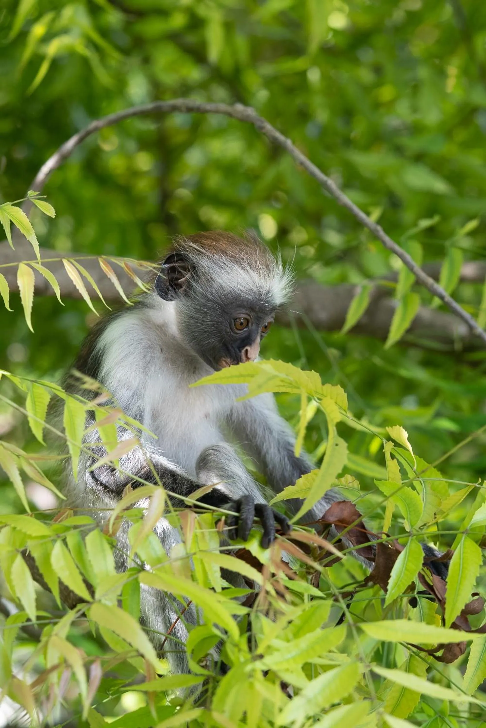 Animals in Frangi'pwani