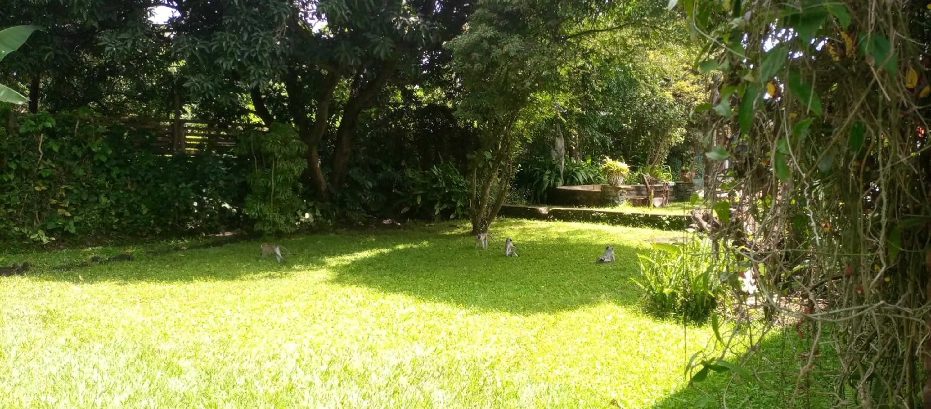 Garden in Karibu Heritage House