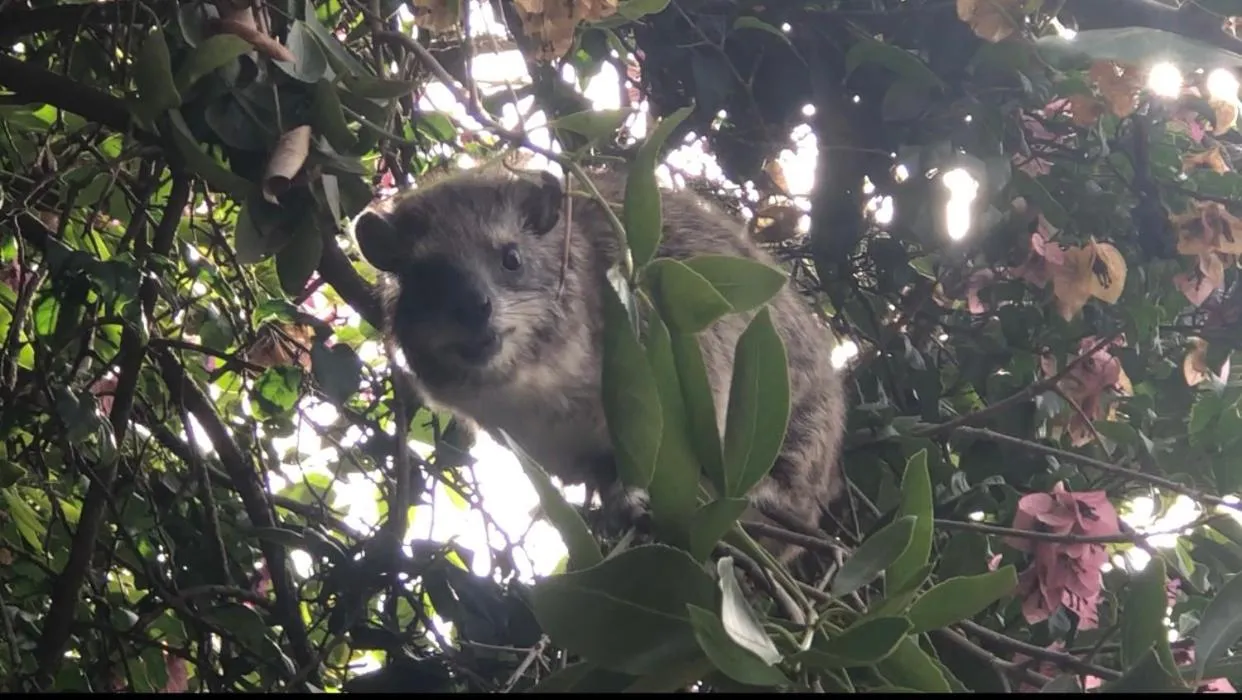 Karibu Heritage House