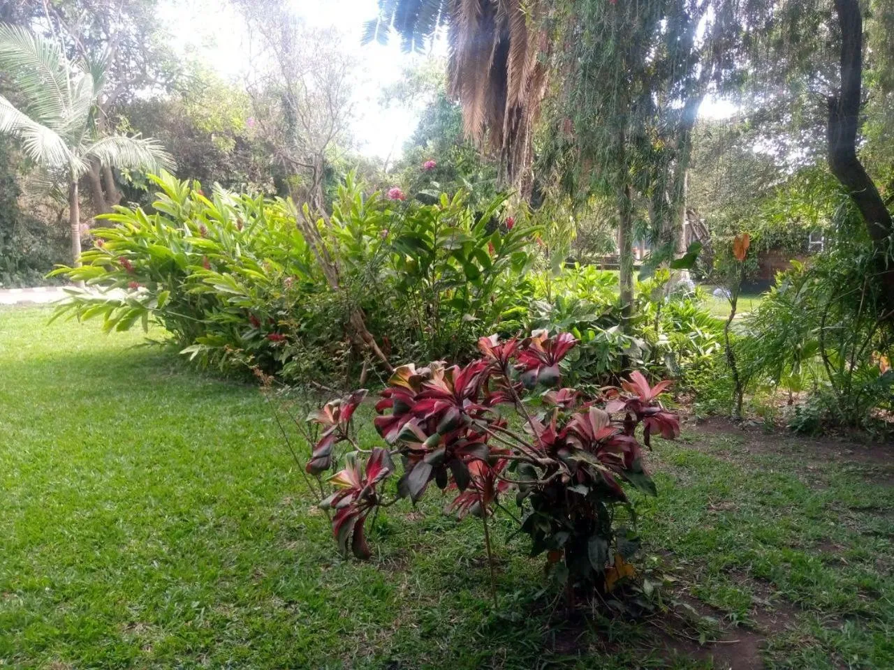 Garden in Karibu Heritage House