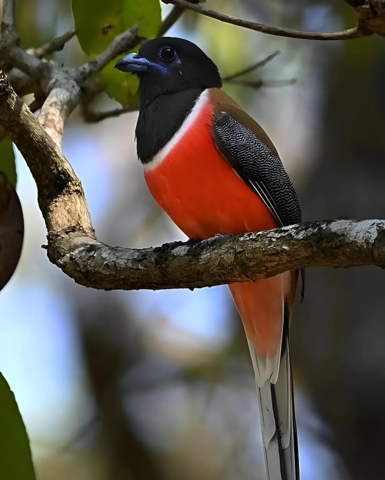 Animals in The Postcard Hideaway, Netravali Wildlife Sanctuary, Goa