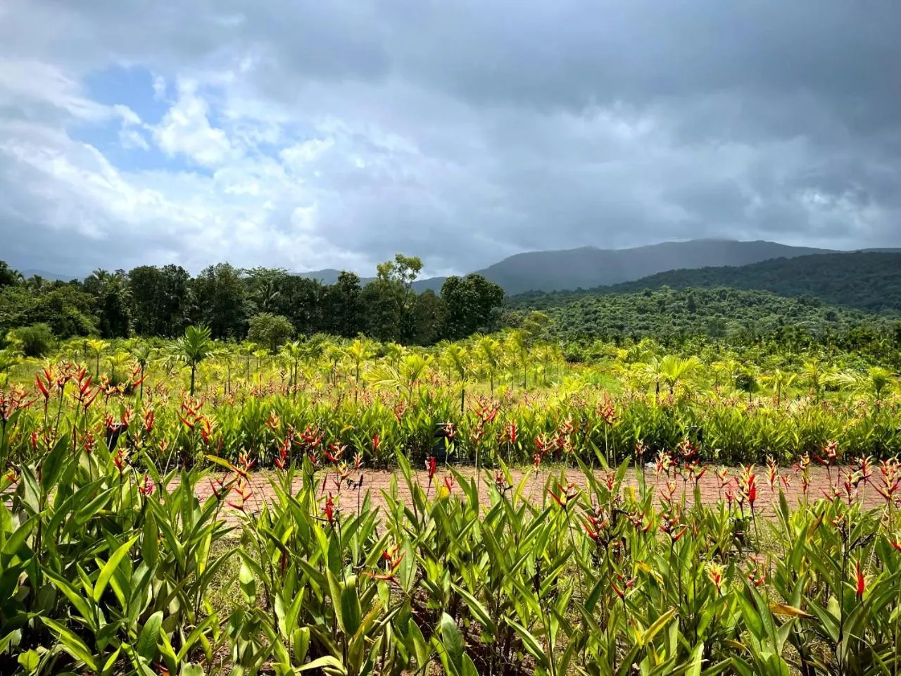 Natural landscape in The Postcard Hideaway, Netravali Wildlife Sanctuary, Goa