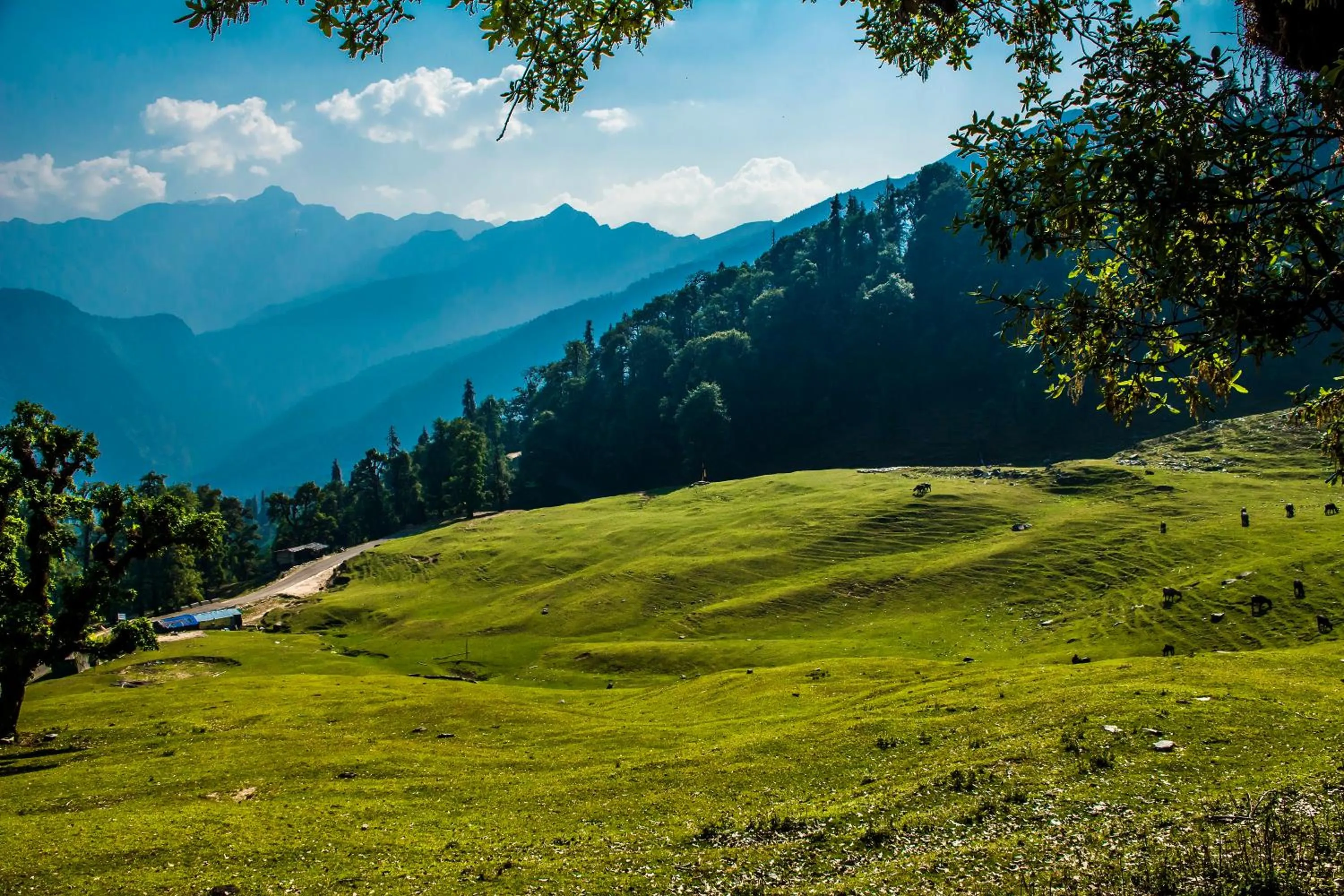 Natural landscape in Captains Paradise Luxury Resort at Mukteshwar Hill Station