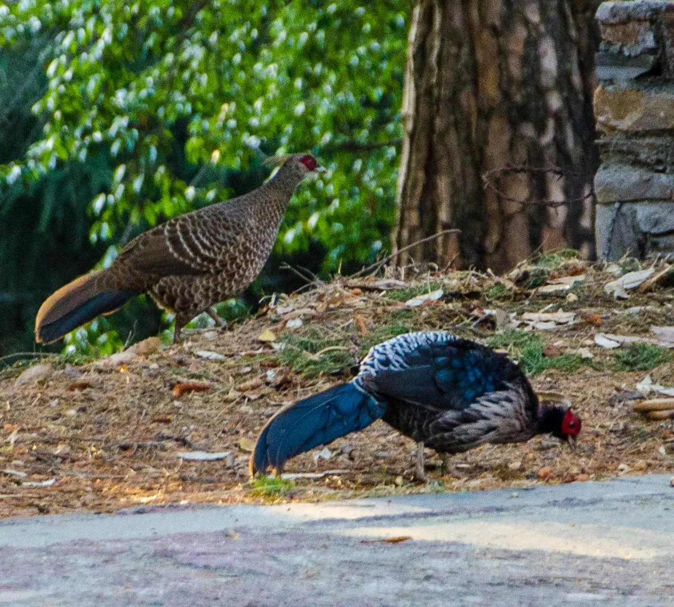 Animals in Captains Paradise Luxury Resort at Mukteshwar Hill Station