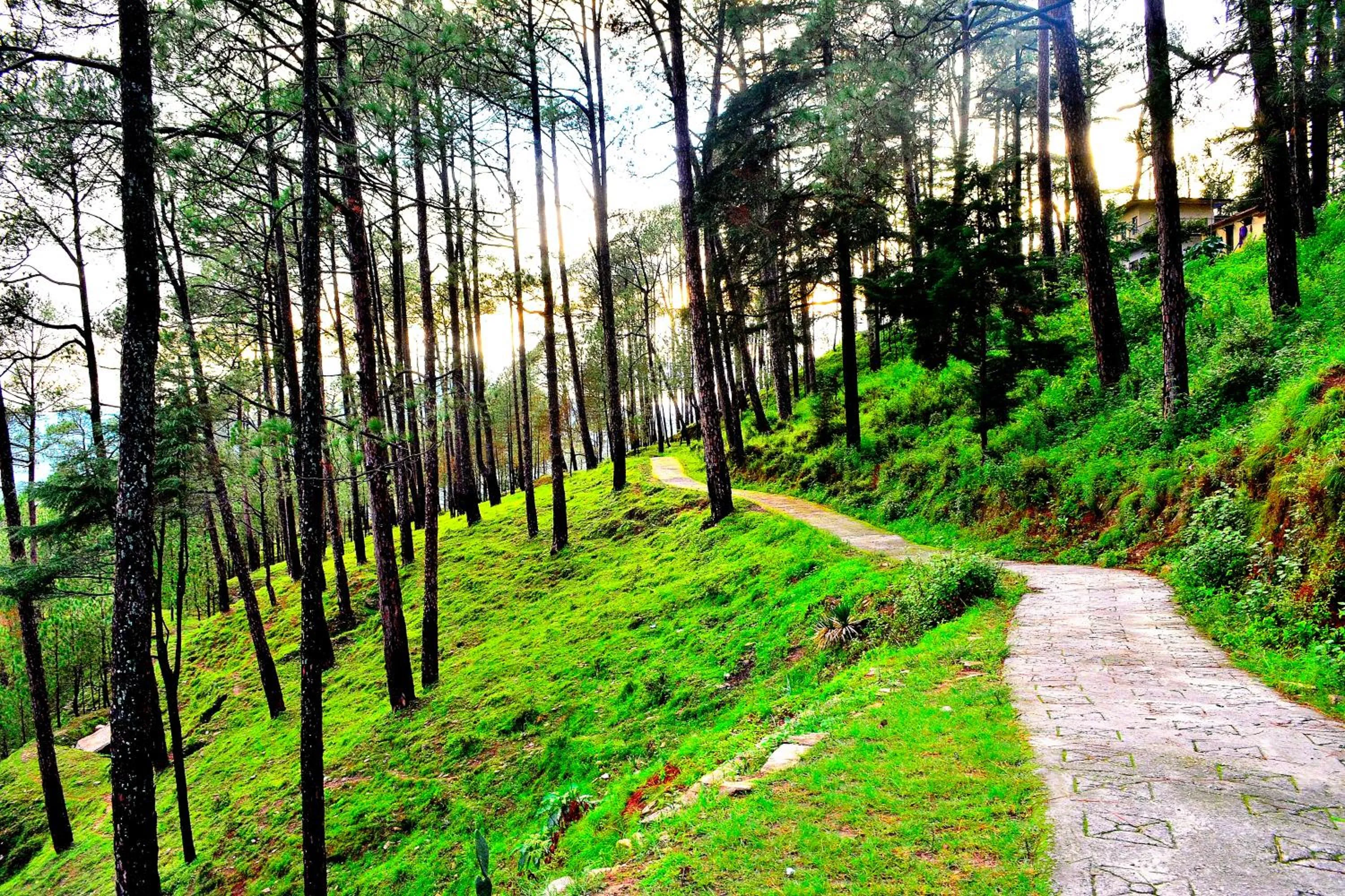 Natural landscape in Captains Paradise Luxury Resort at Mukteshwar Hill Station