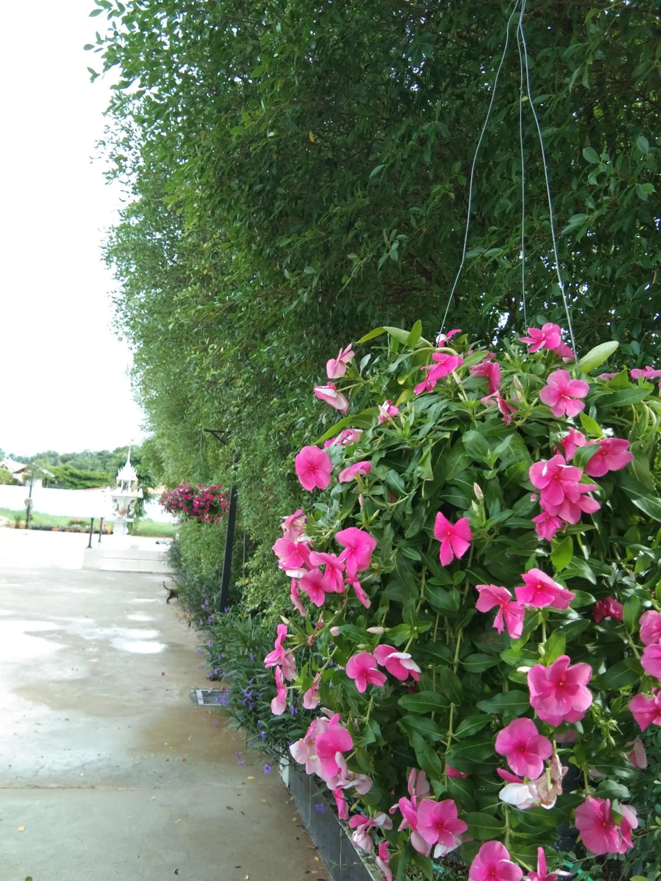 Garden in Cessna Park Resort and Hotel