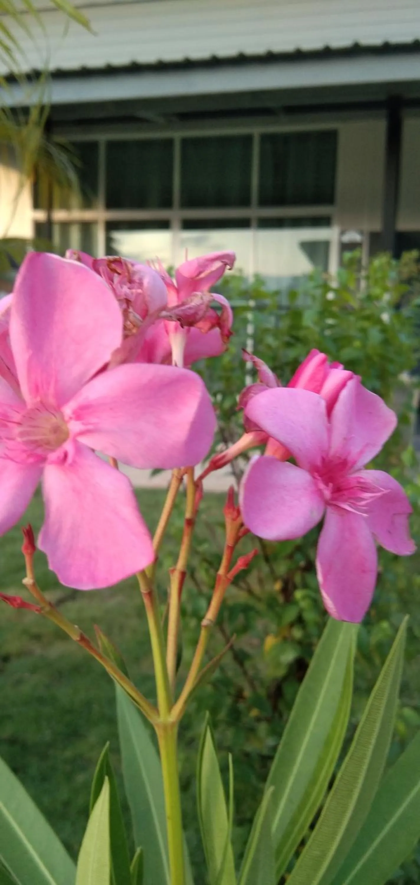 Property building in Cessna Park Resort and Hotel