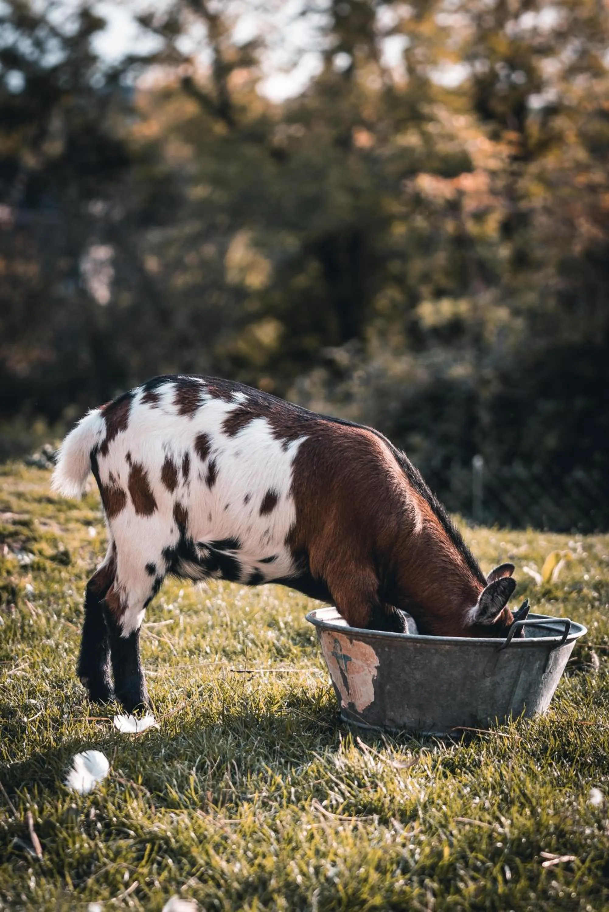 La Maison au Bord du Lac