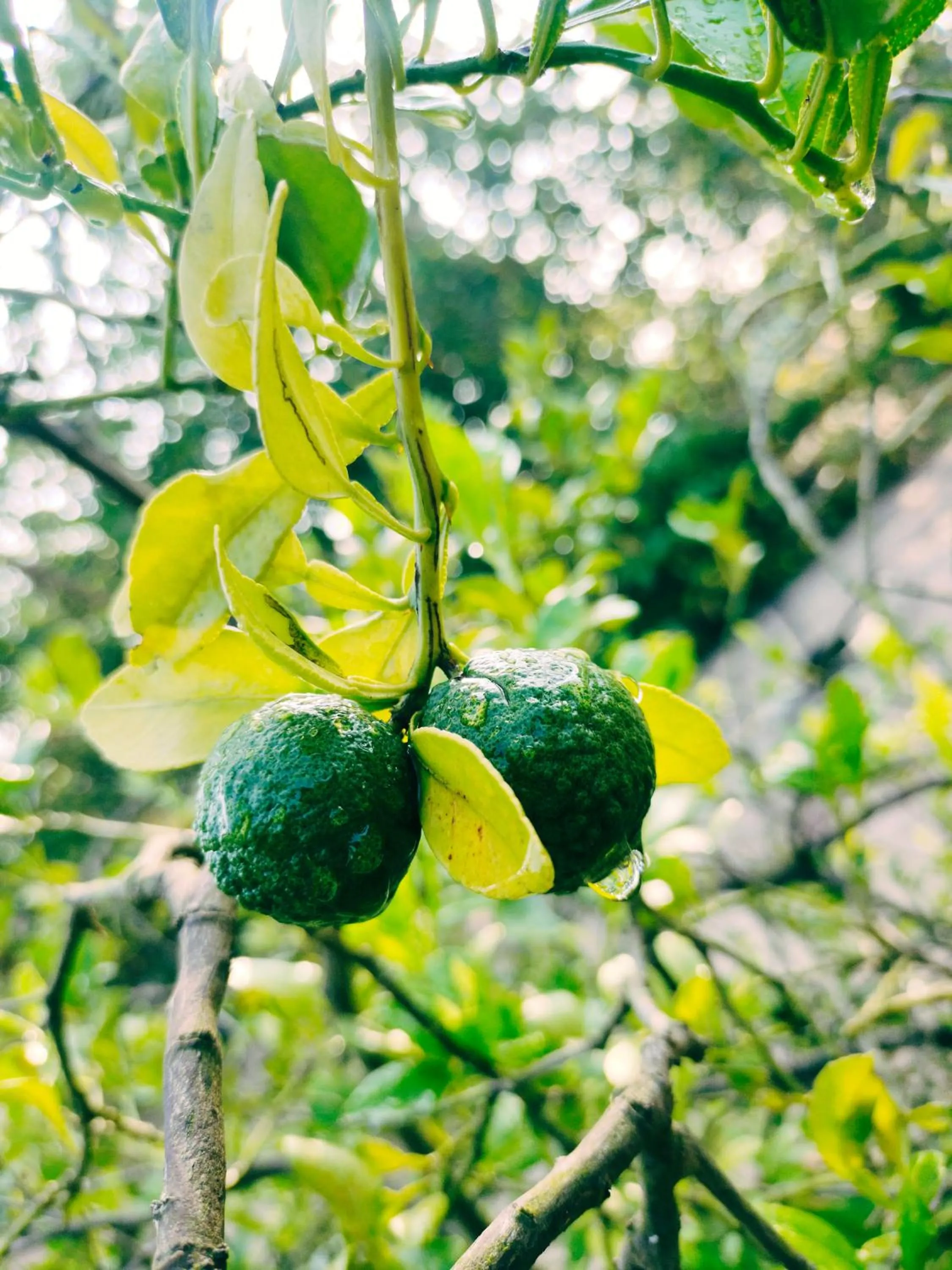 Achayans Homestay Mararikulam