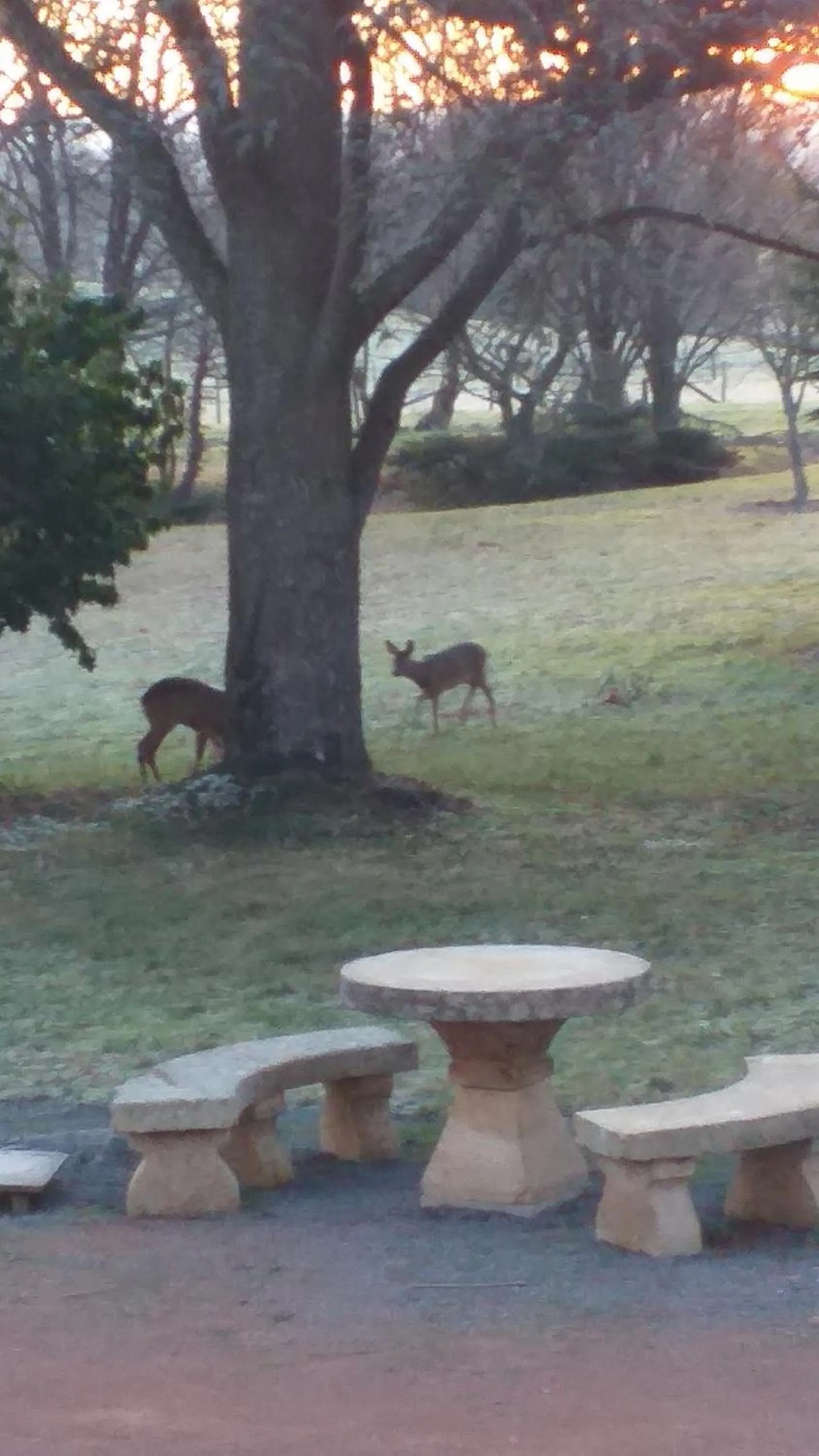 Garden in DOMAINE BERENGUER
