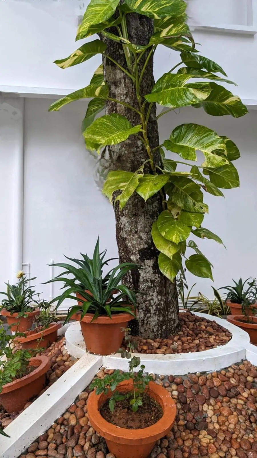 Garden view in Lake Palace Family Resort Kumarakom