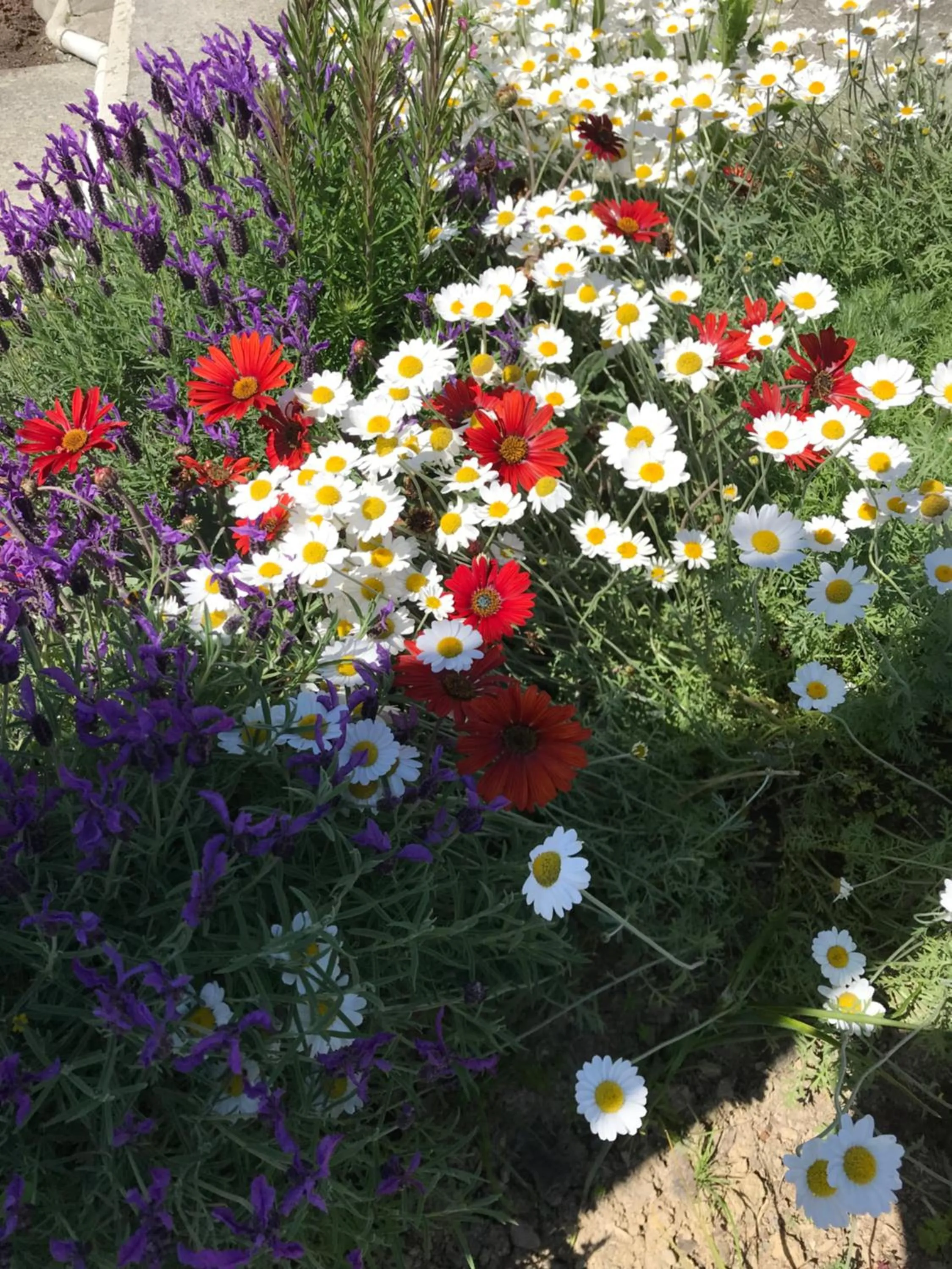 Garden in Picton House B&B and Motel