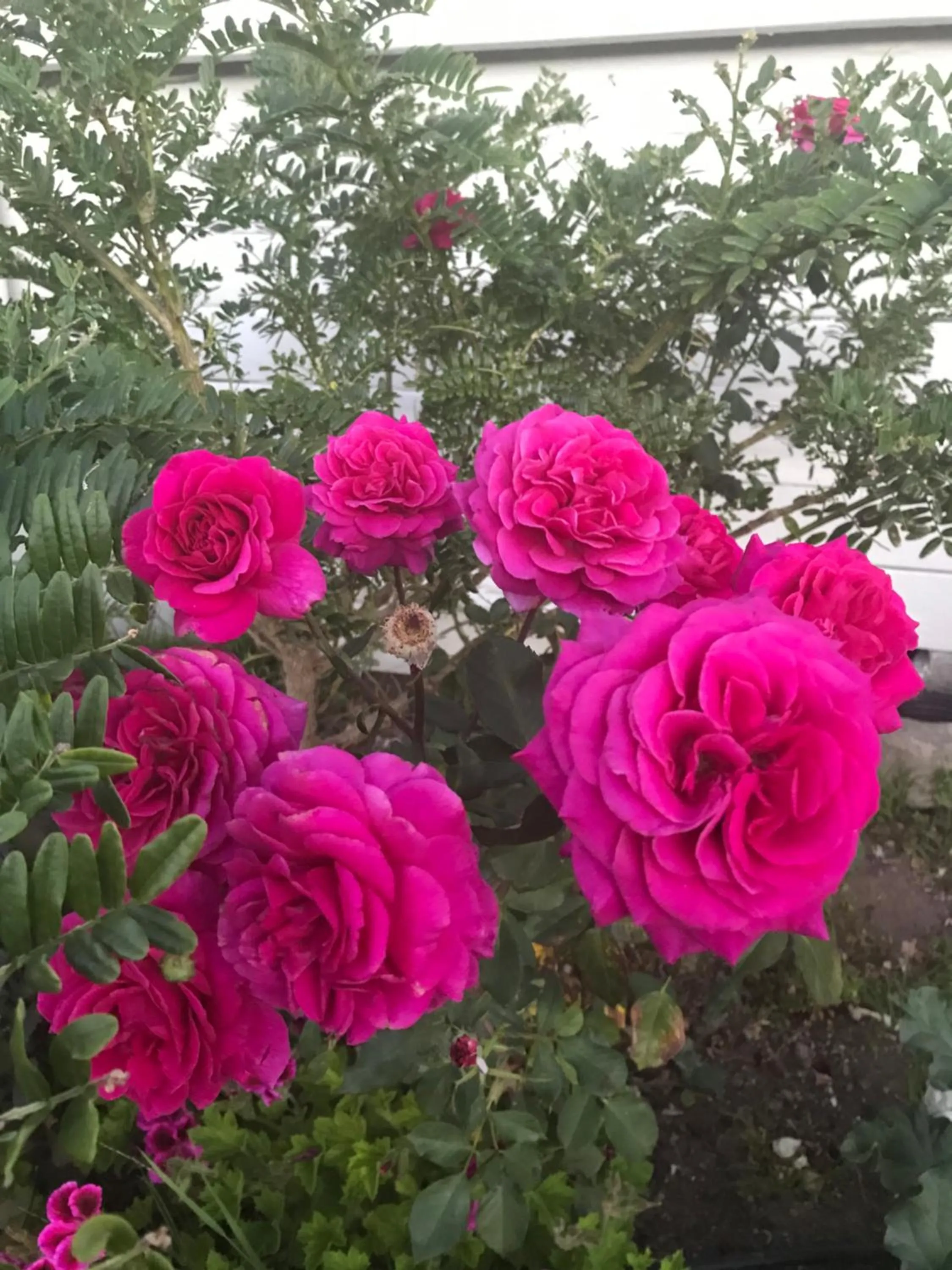 Picton House B&B and Motel