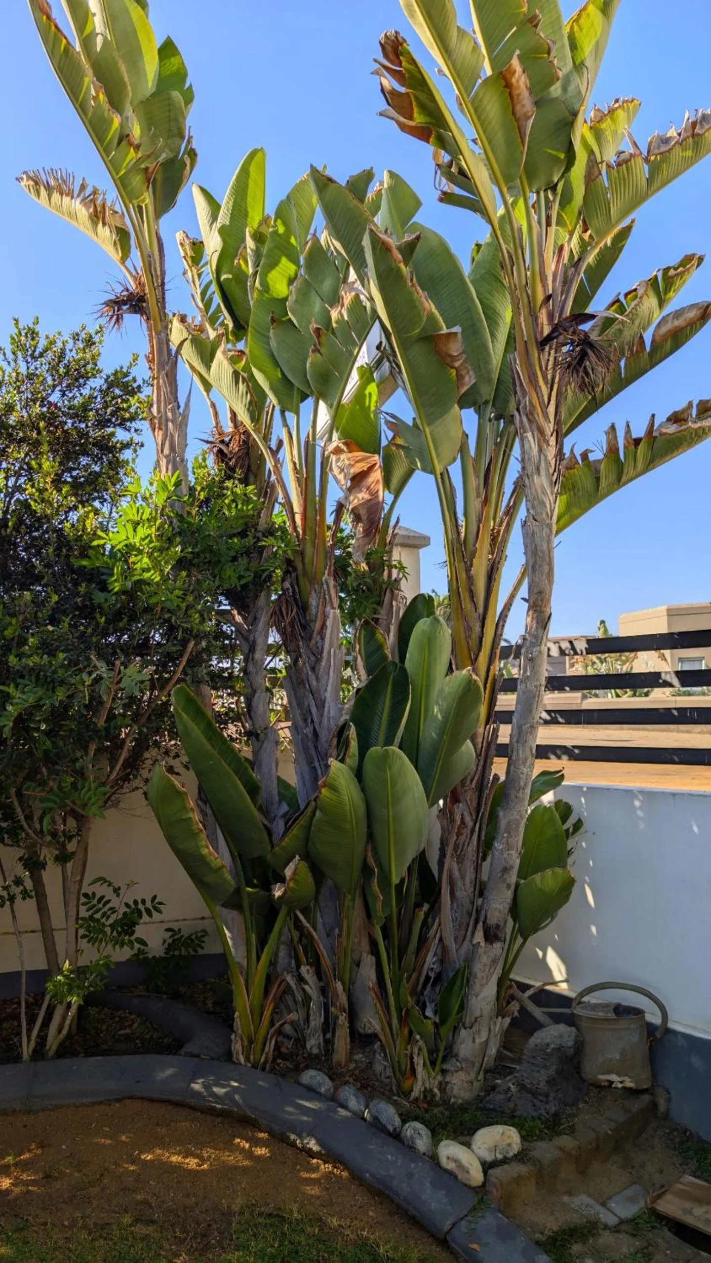 Garden view in Amarachi Guesthouse