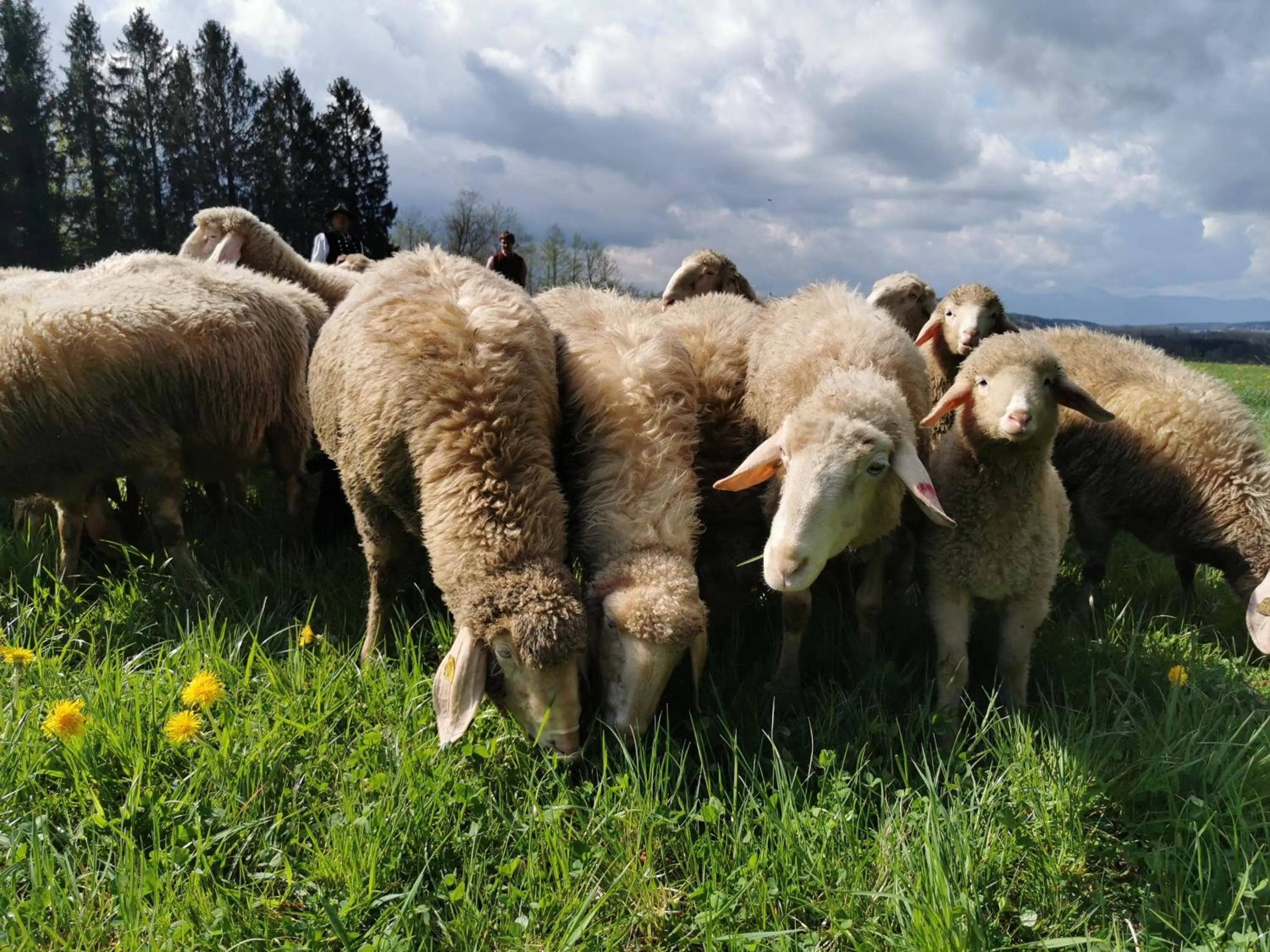 Animals in Der Blankhof "Back to Roots"