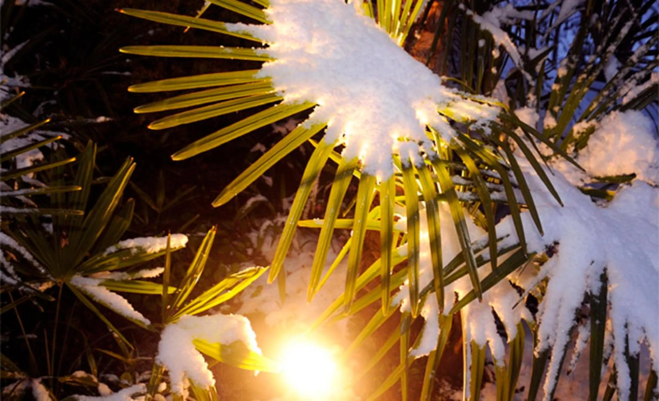 Winter in Apparthotel Gartenresidence Nalserhof