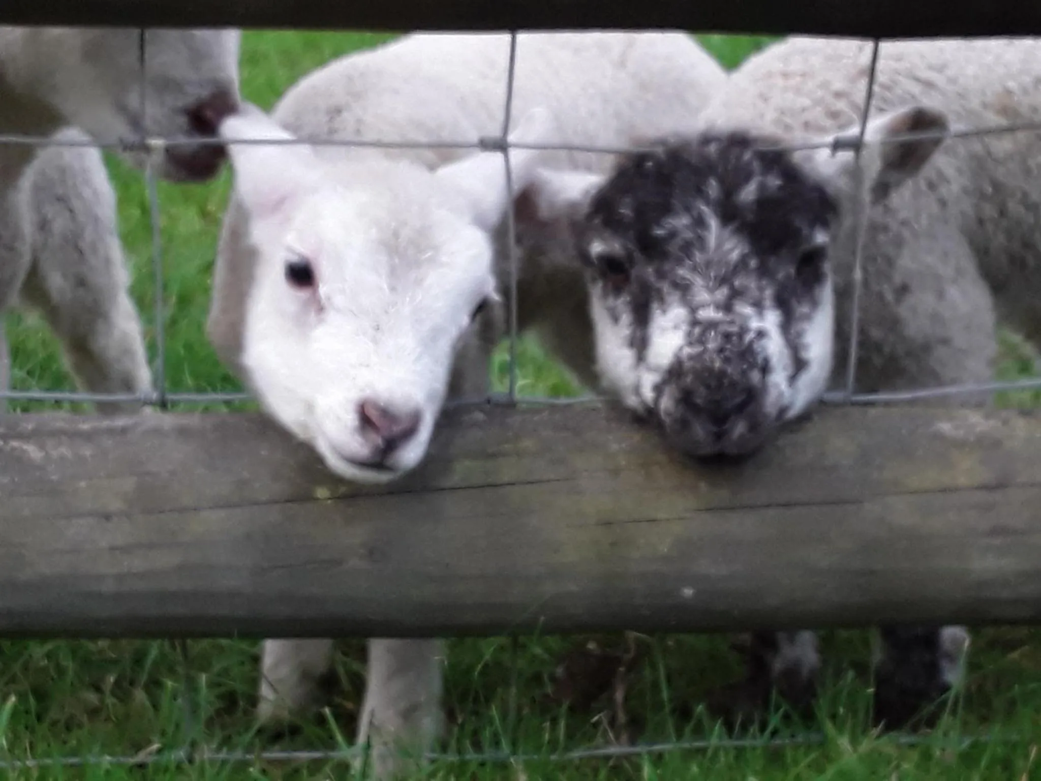 Animals in Sharlands Farm Bed and Breakfast