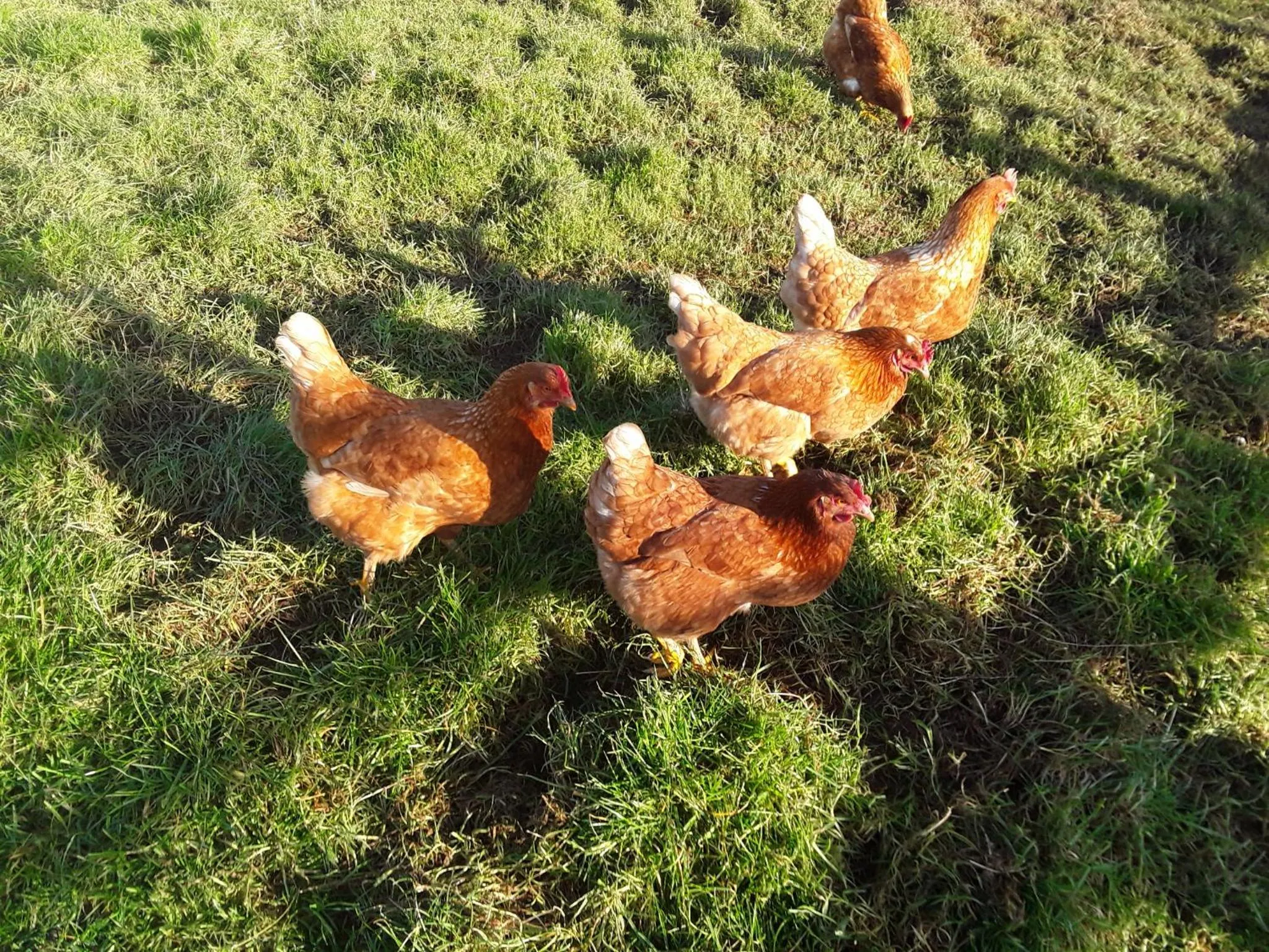 Animals in Sharlands Farm Bed and Breakfast