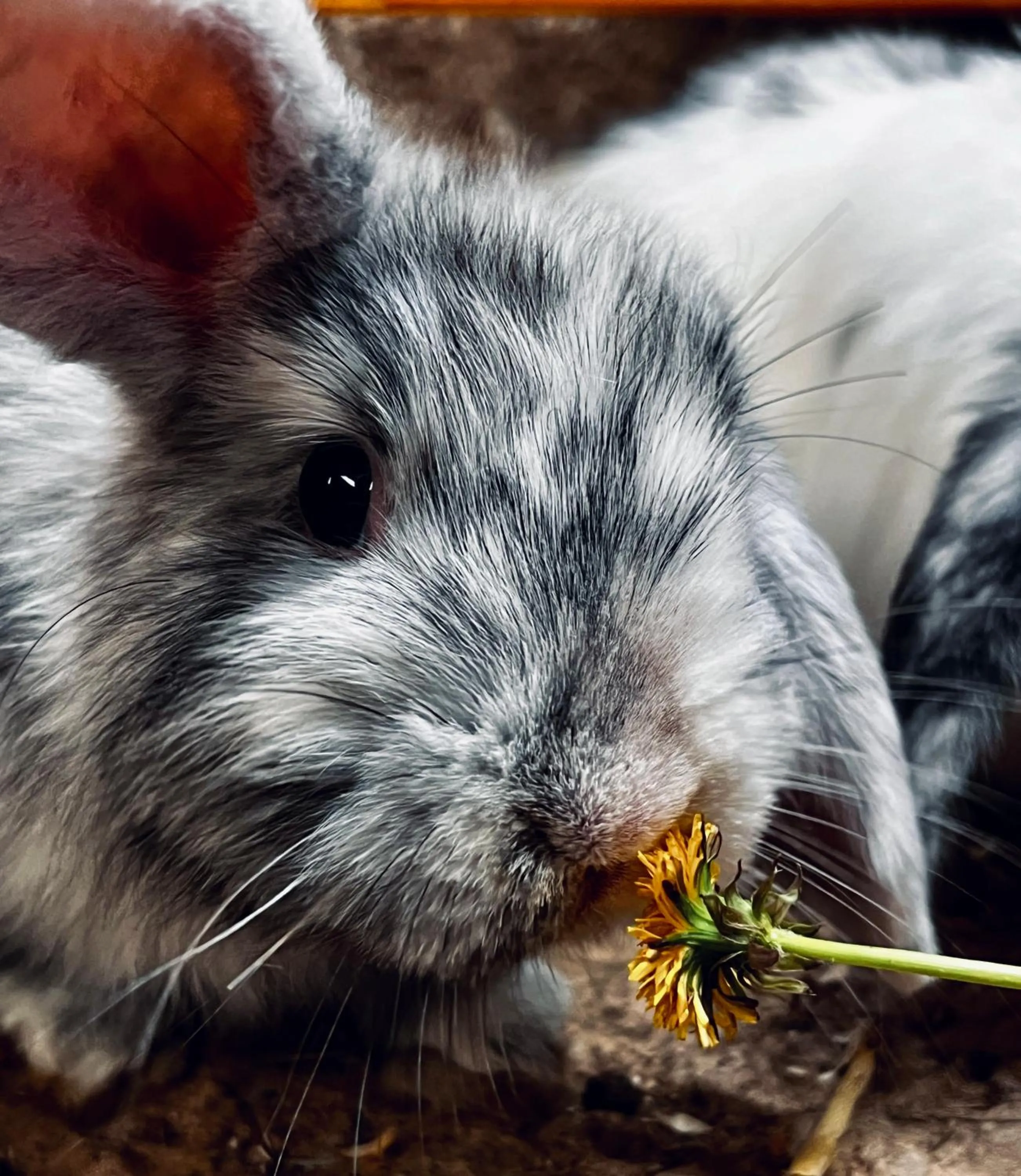 Sharlands Farm Bed and Breakfast