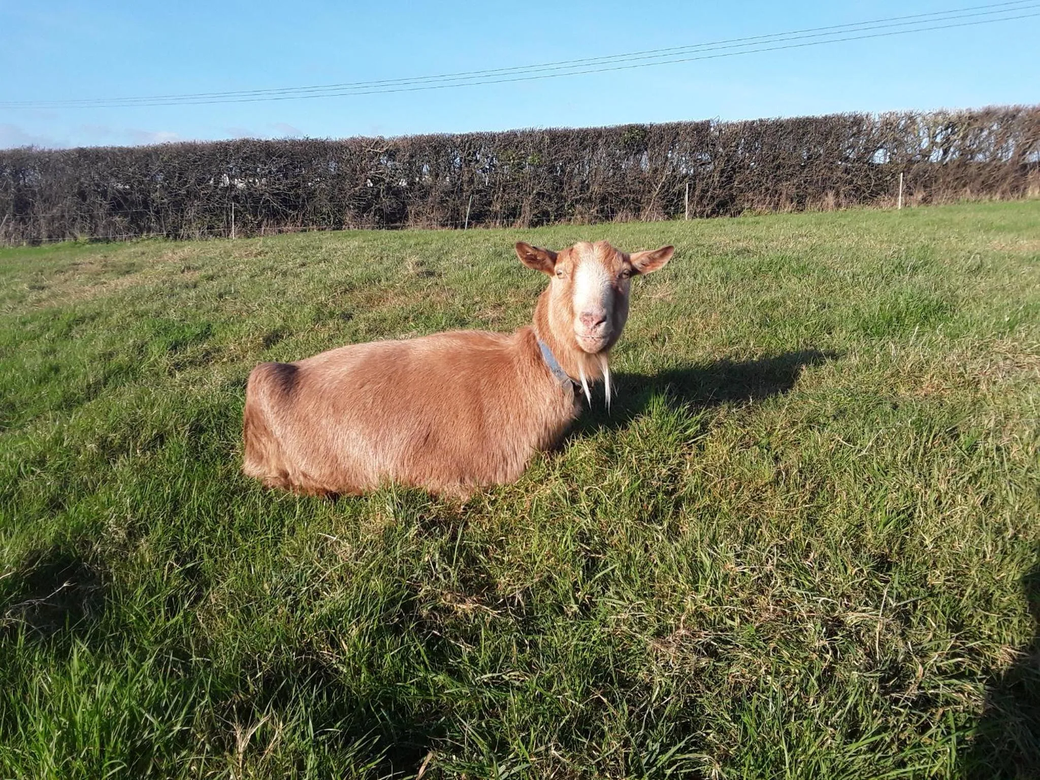 Animals in Sharlands Farm Bed and Breakfast