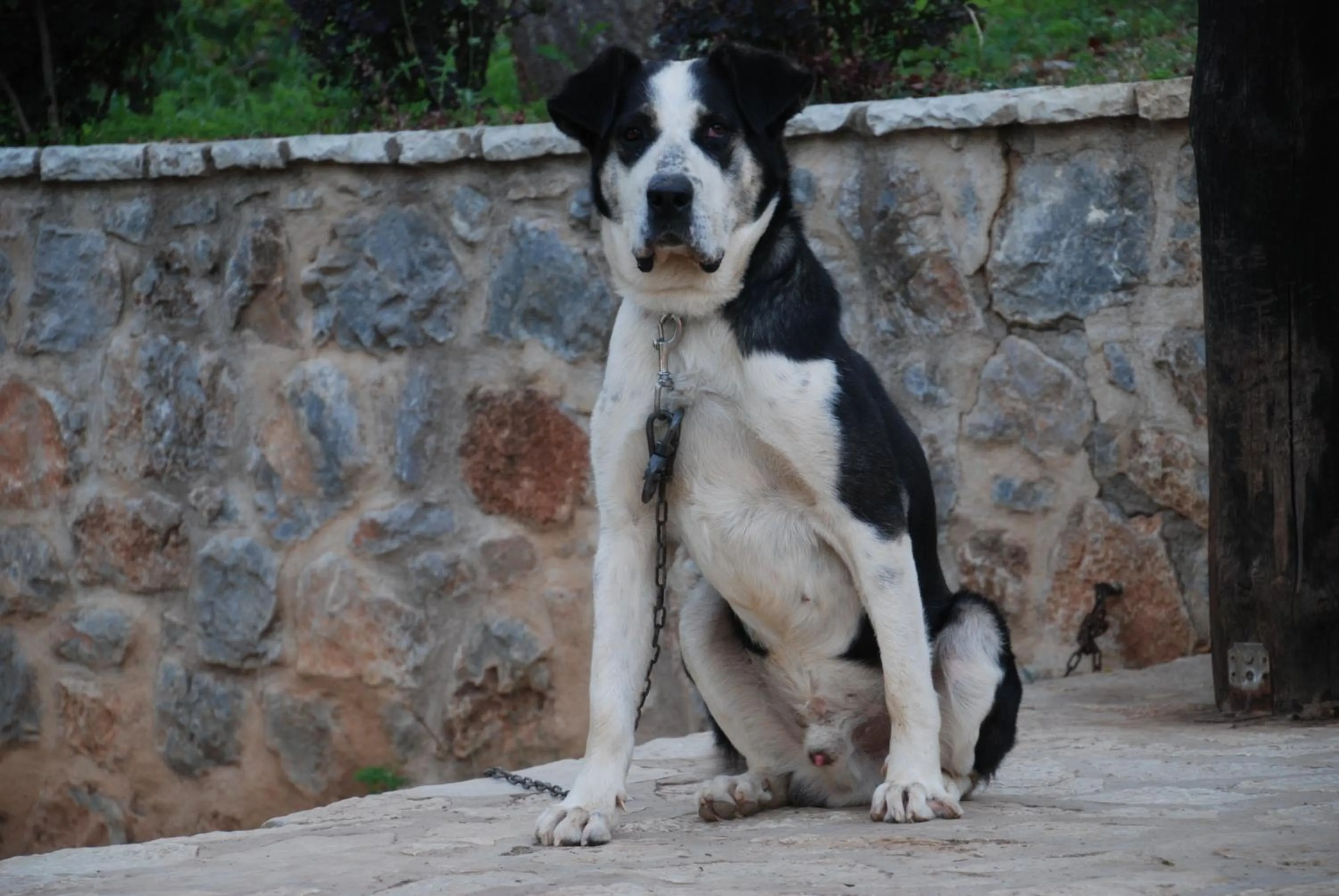 Pets in Menalia Villas & Suites ΚΤΗΜΑ ΚΟΥΜΠΟΥΡΗ