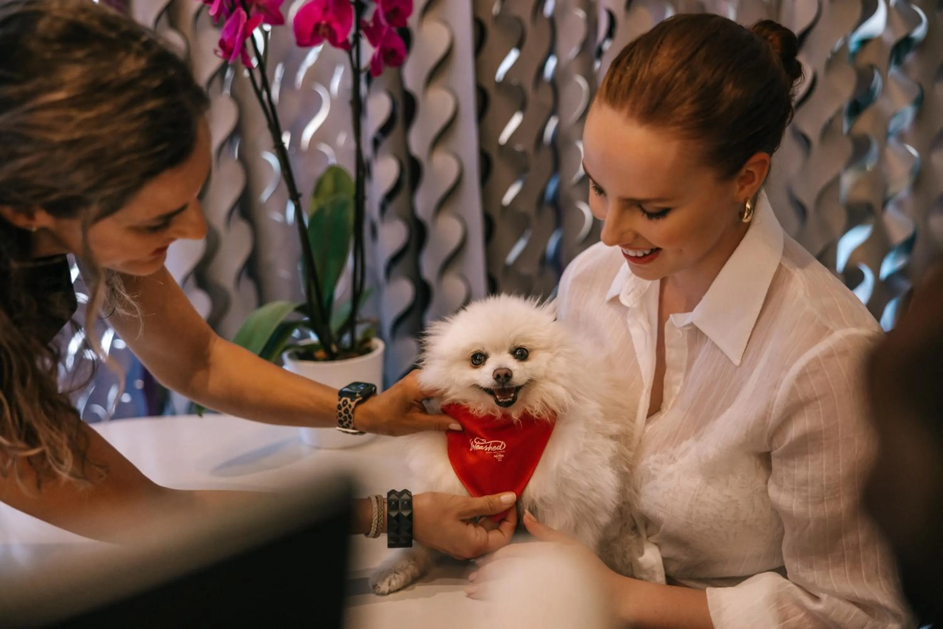 Pets in Hard Rock Hotel Ibiza