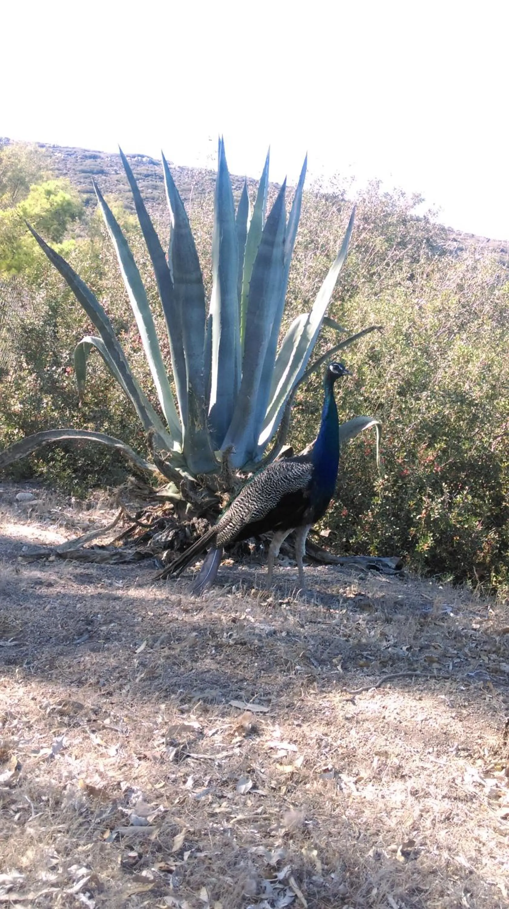 Beach in Boutique Hotel Tilos Mare