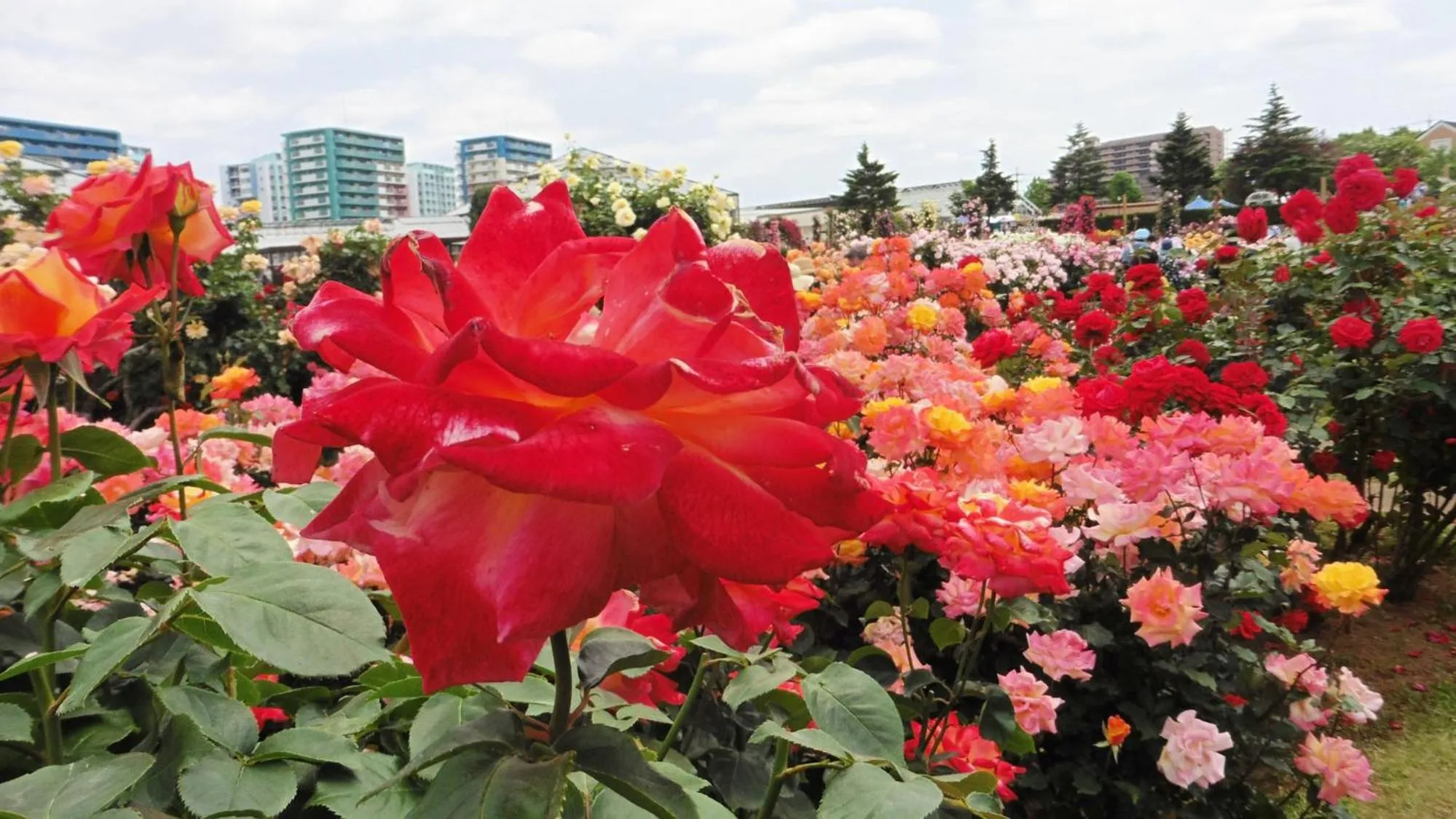 Nearby landmark in Toyoko Inn Chiba Shin kamagaya Ekimae