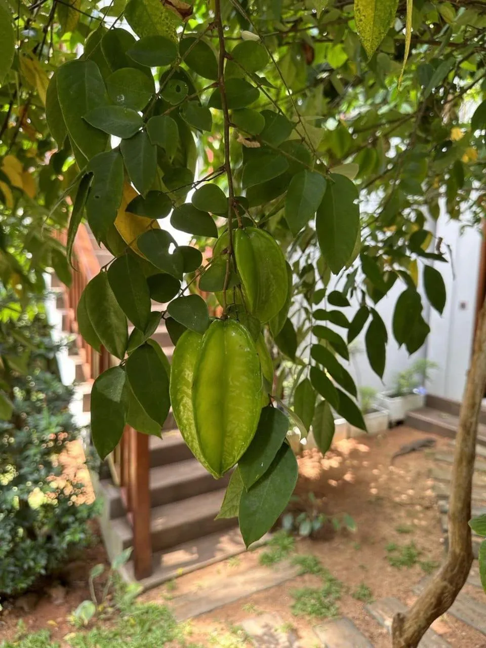 Garden in Lagoon gate Tangalle Resort