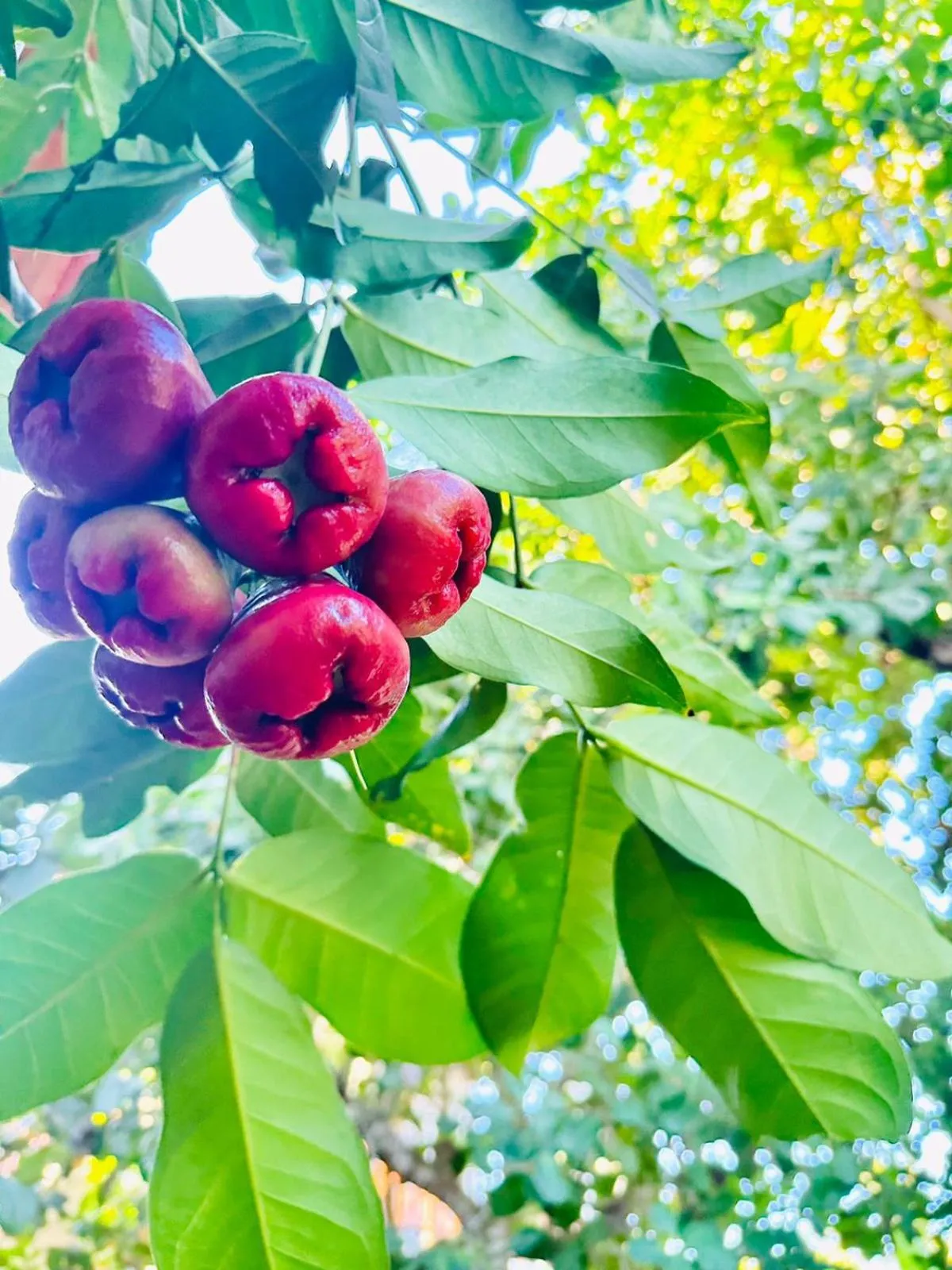 Garden view in Lagoon gate Tangalle Resort