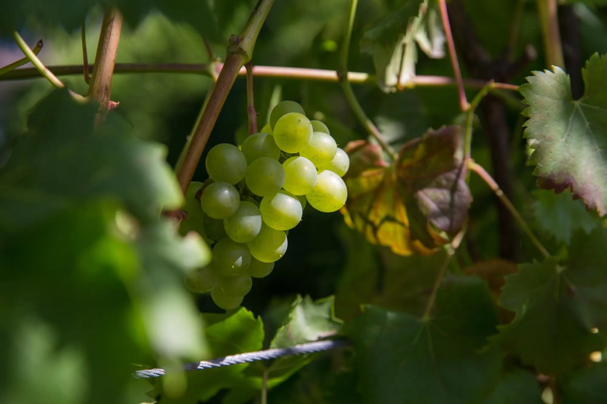Garden in Hotel B&B Martha
