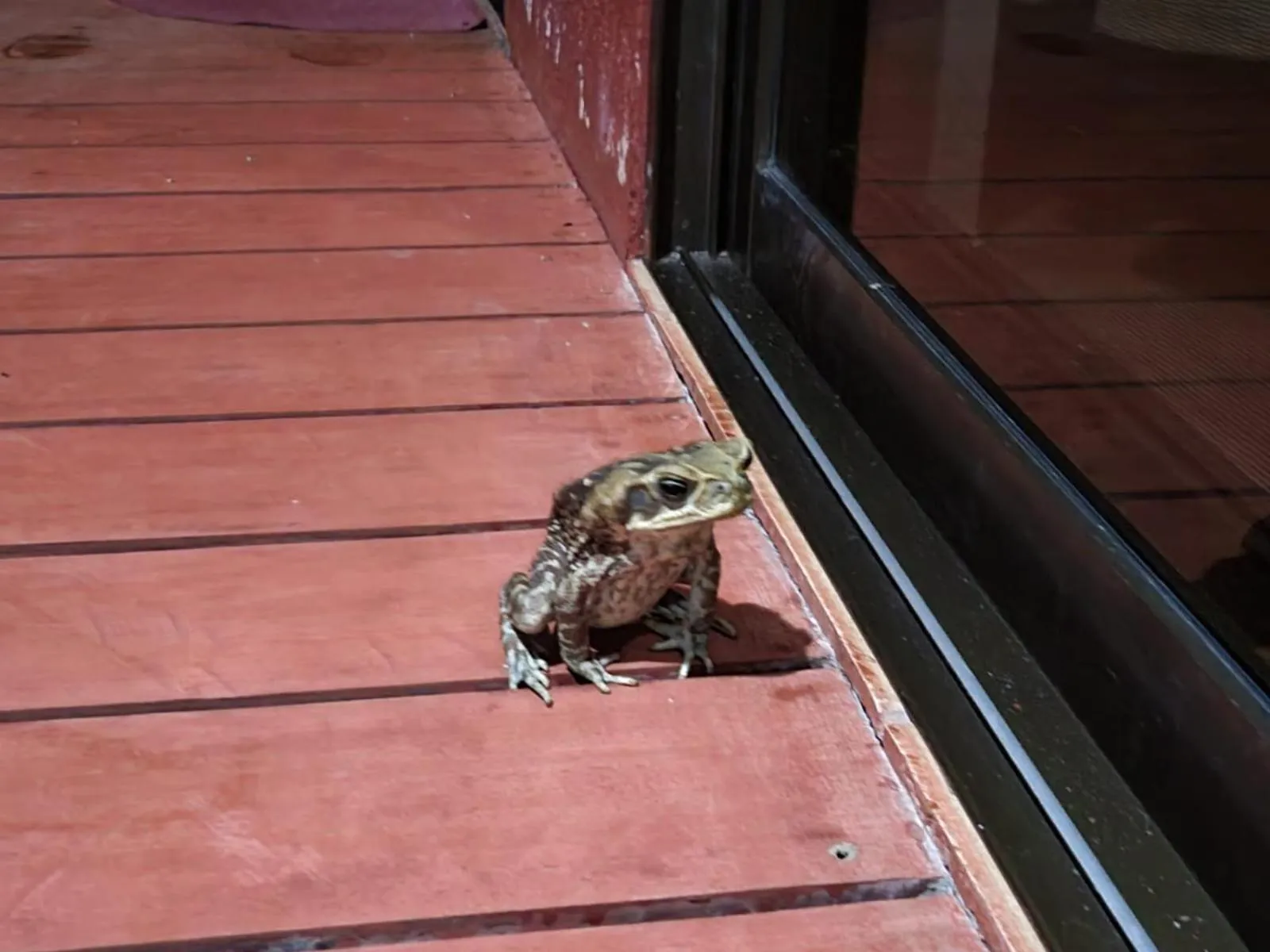 Animals in Agua Dulce On The Beach