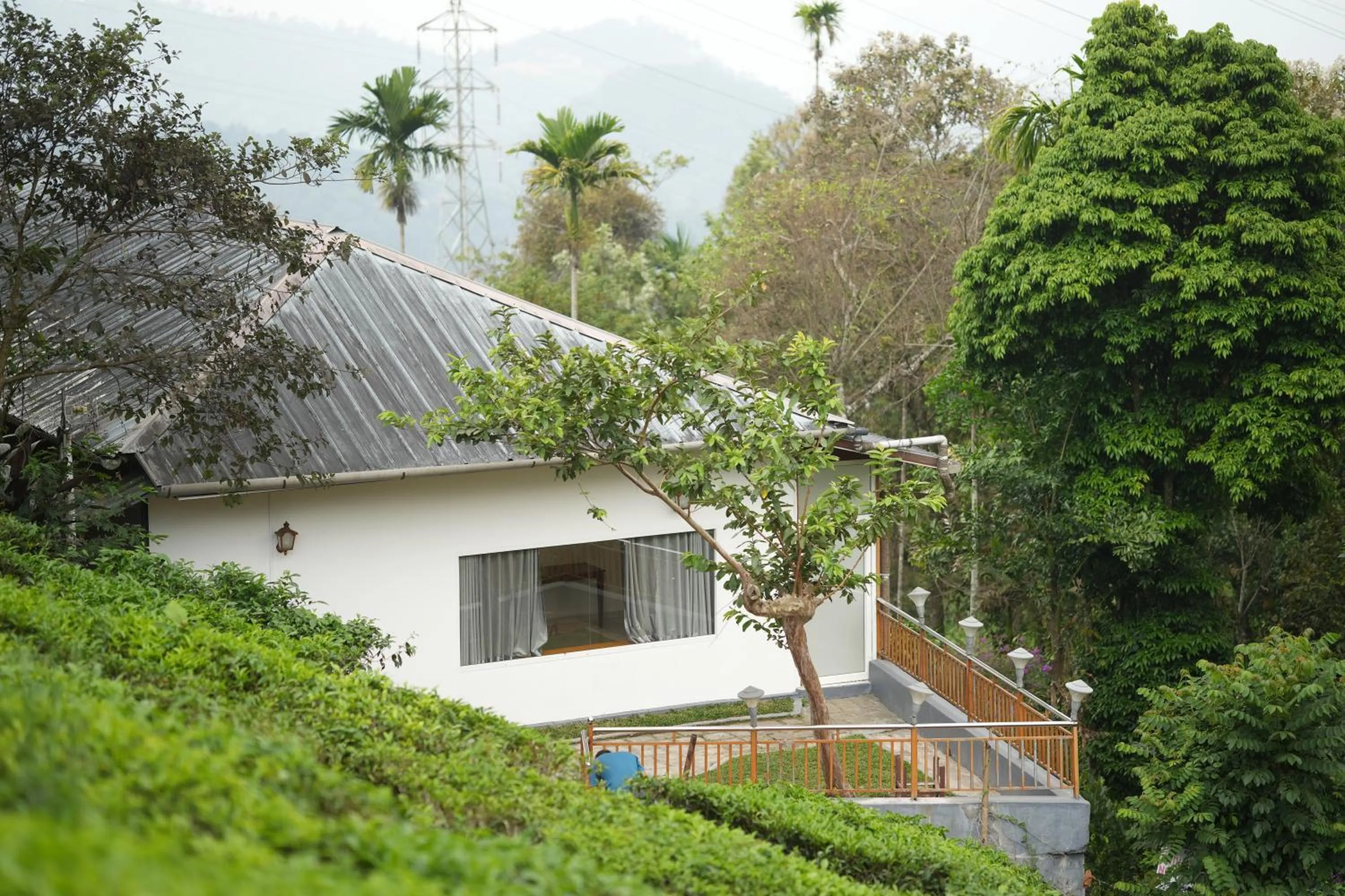 Misty Bush Munnar