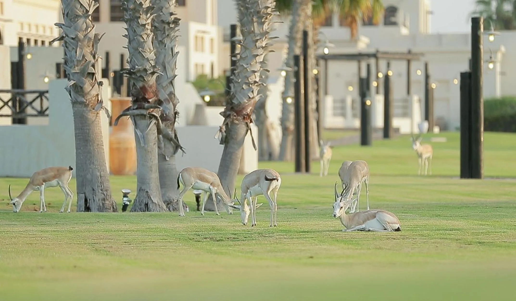 Property building in Al Maya Island & Resort