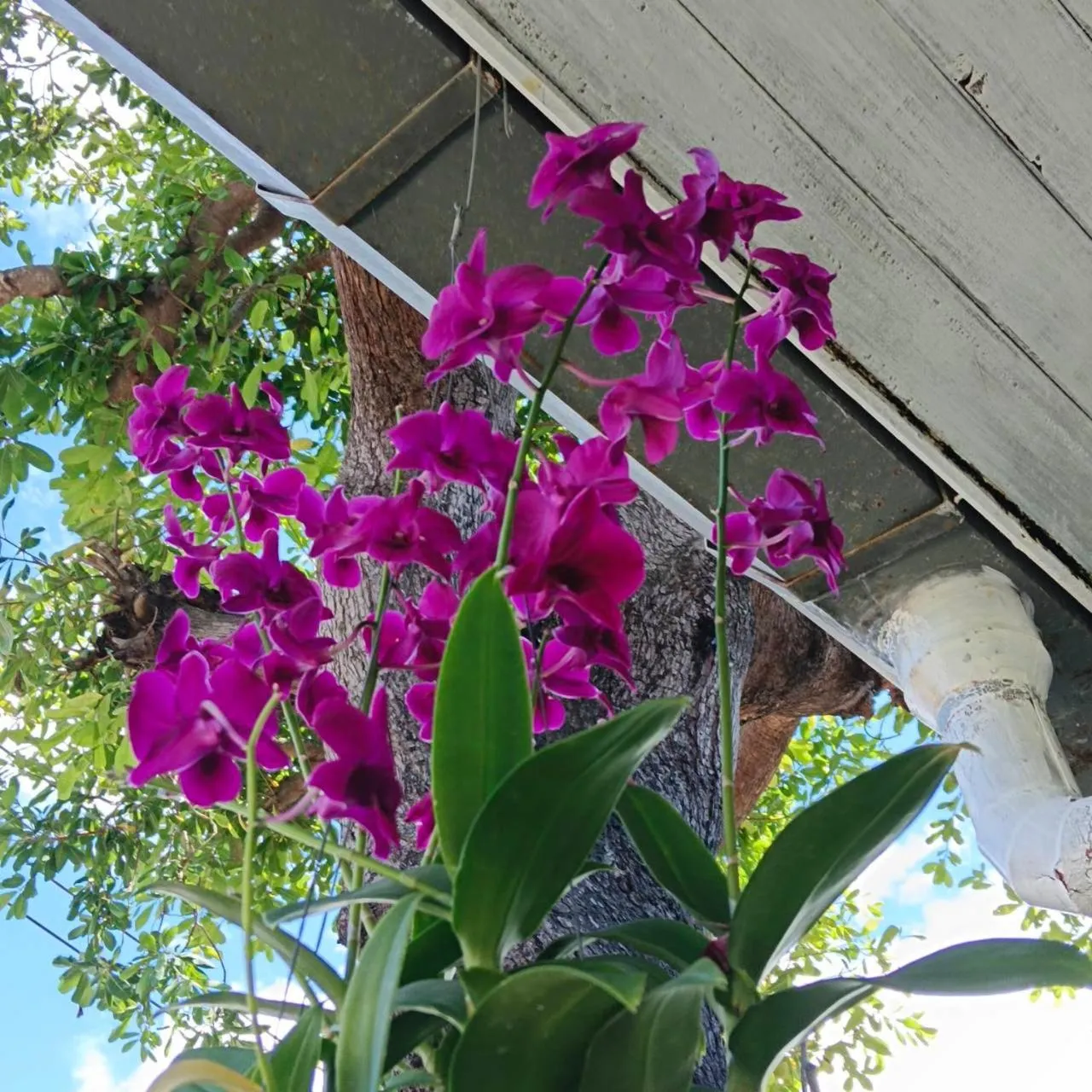Garden in The Pace Phuket Boutique Resort