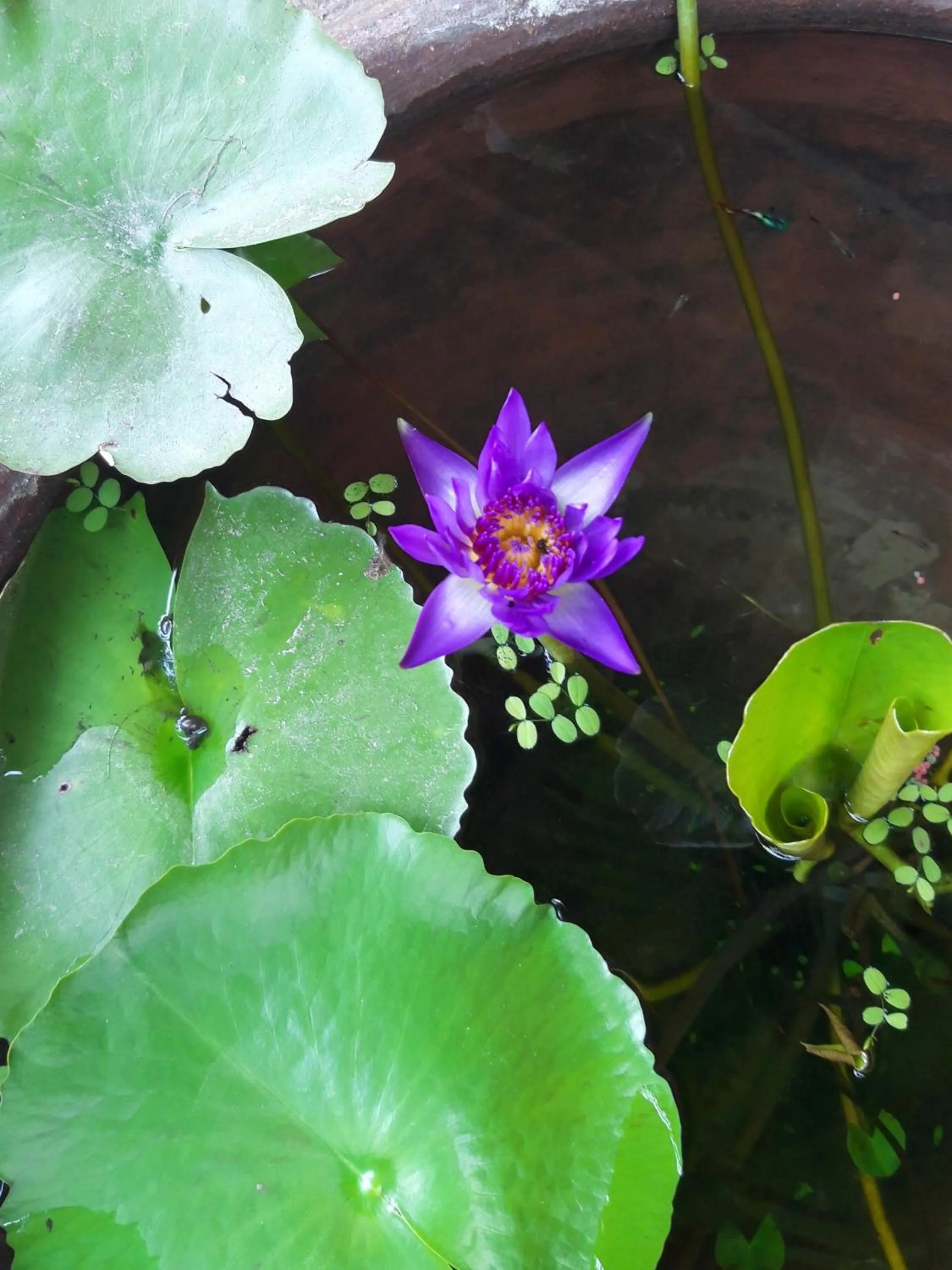 Garden in The Pace Phuket Boutique Resort