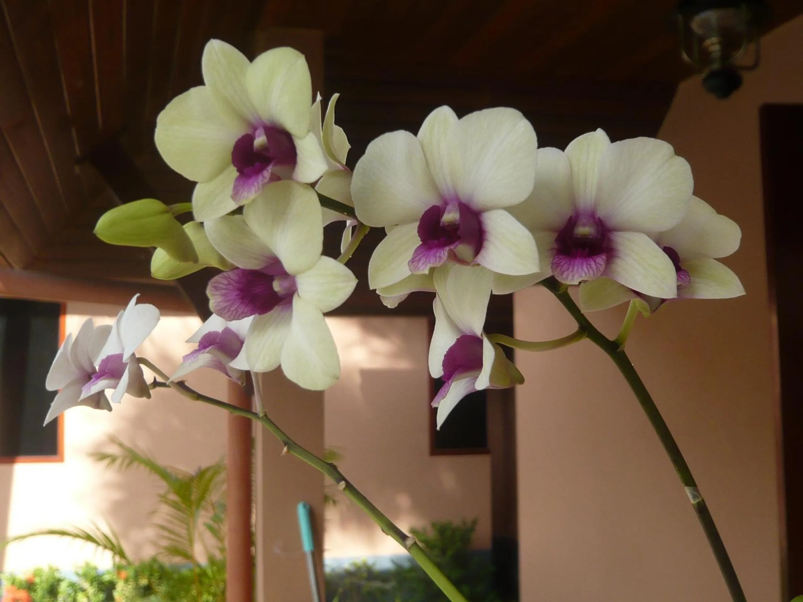 Garden in The Pace Phuket Boutique Resort