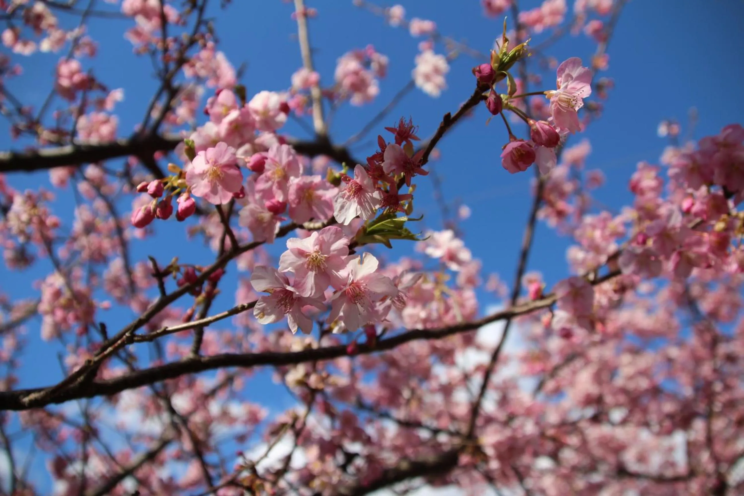 Spring in Beach Commune Simploose (Adult Only)