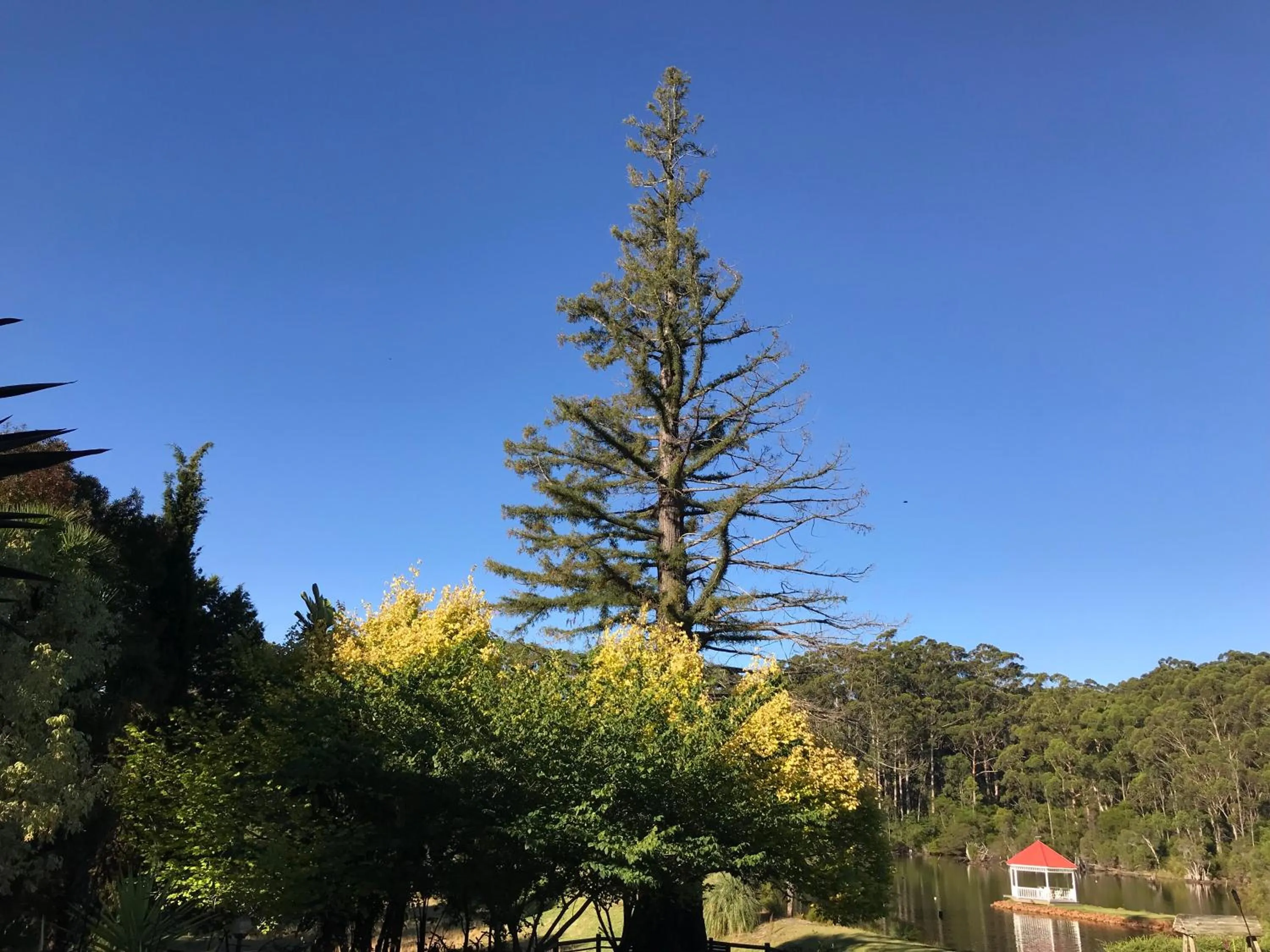 Spring in Forest Lodge Resort