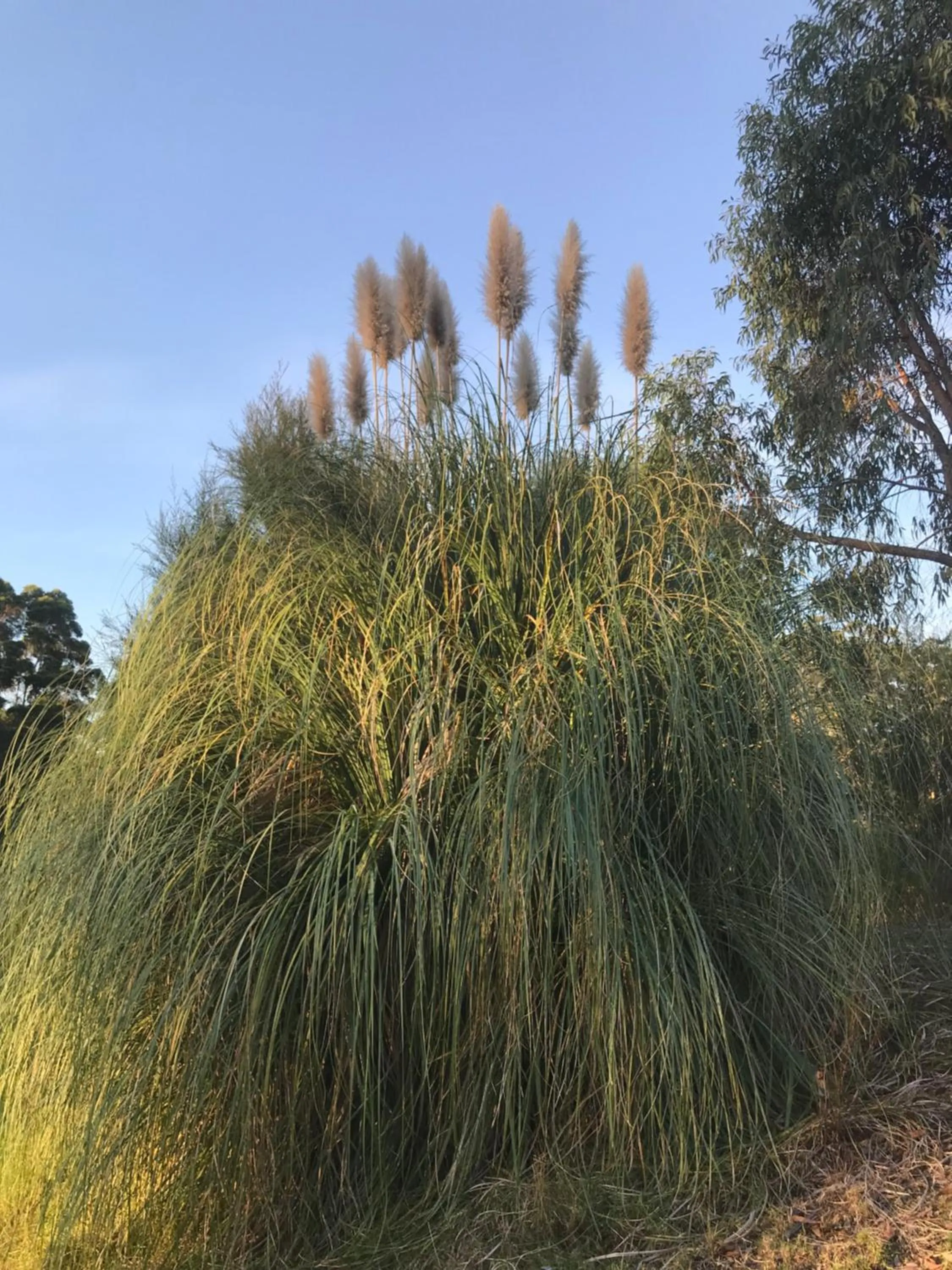 Garden in Forest Lodge Resort