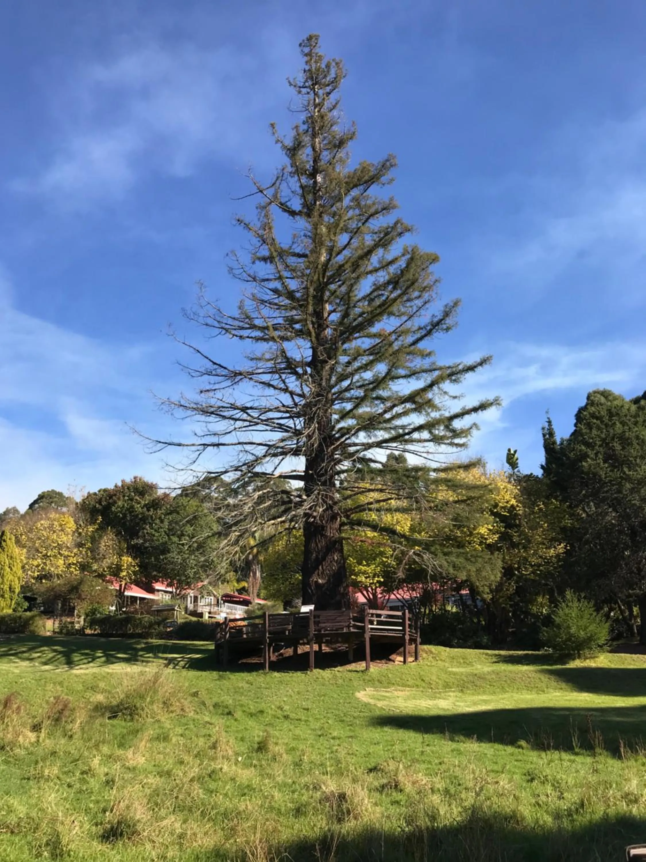 Natural landscape in Forest Lodge Resort