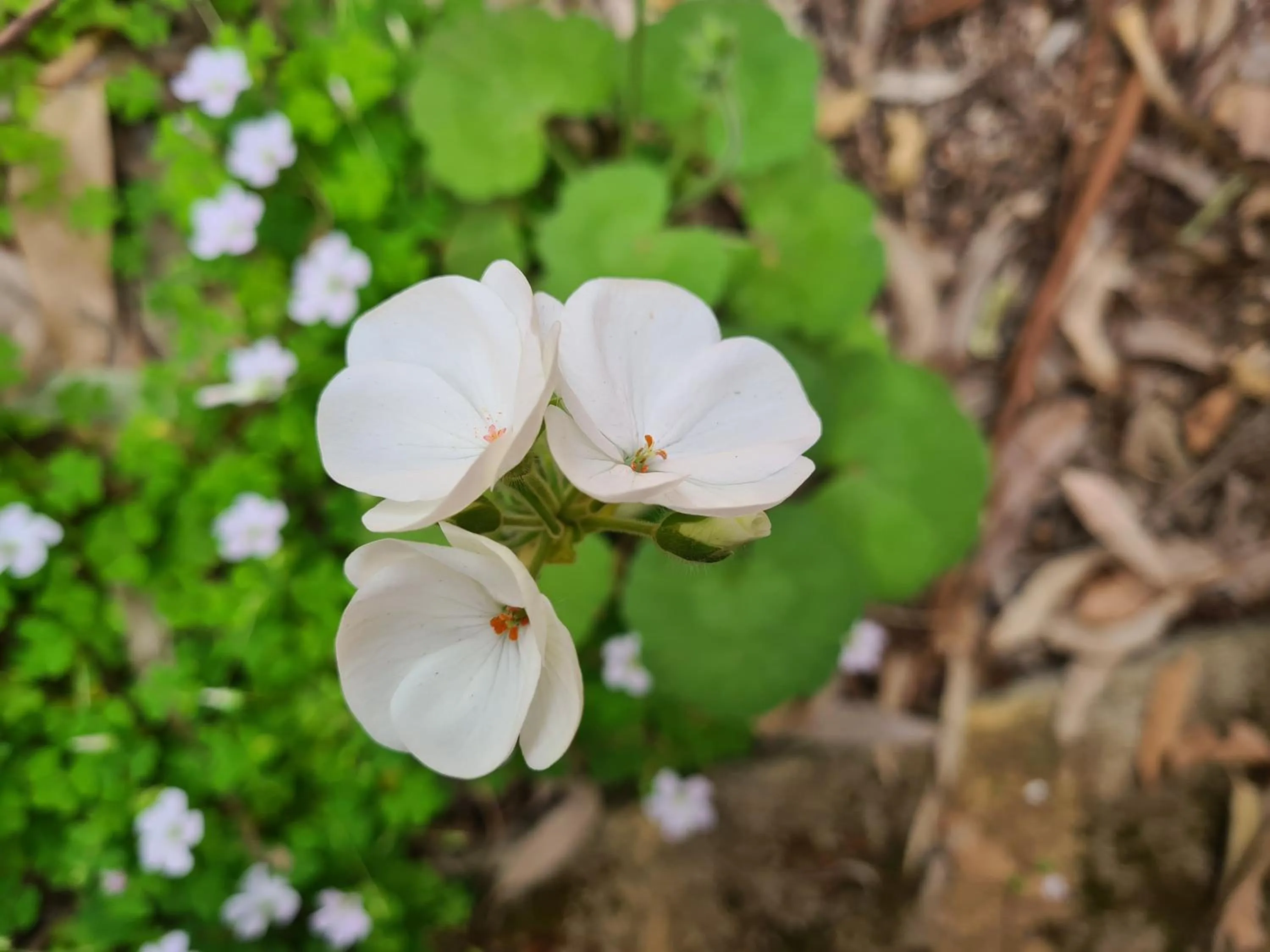 Garden in Forest Lodge Resort