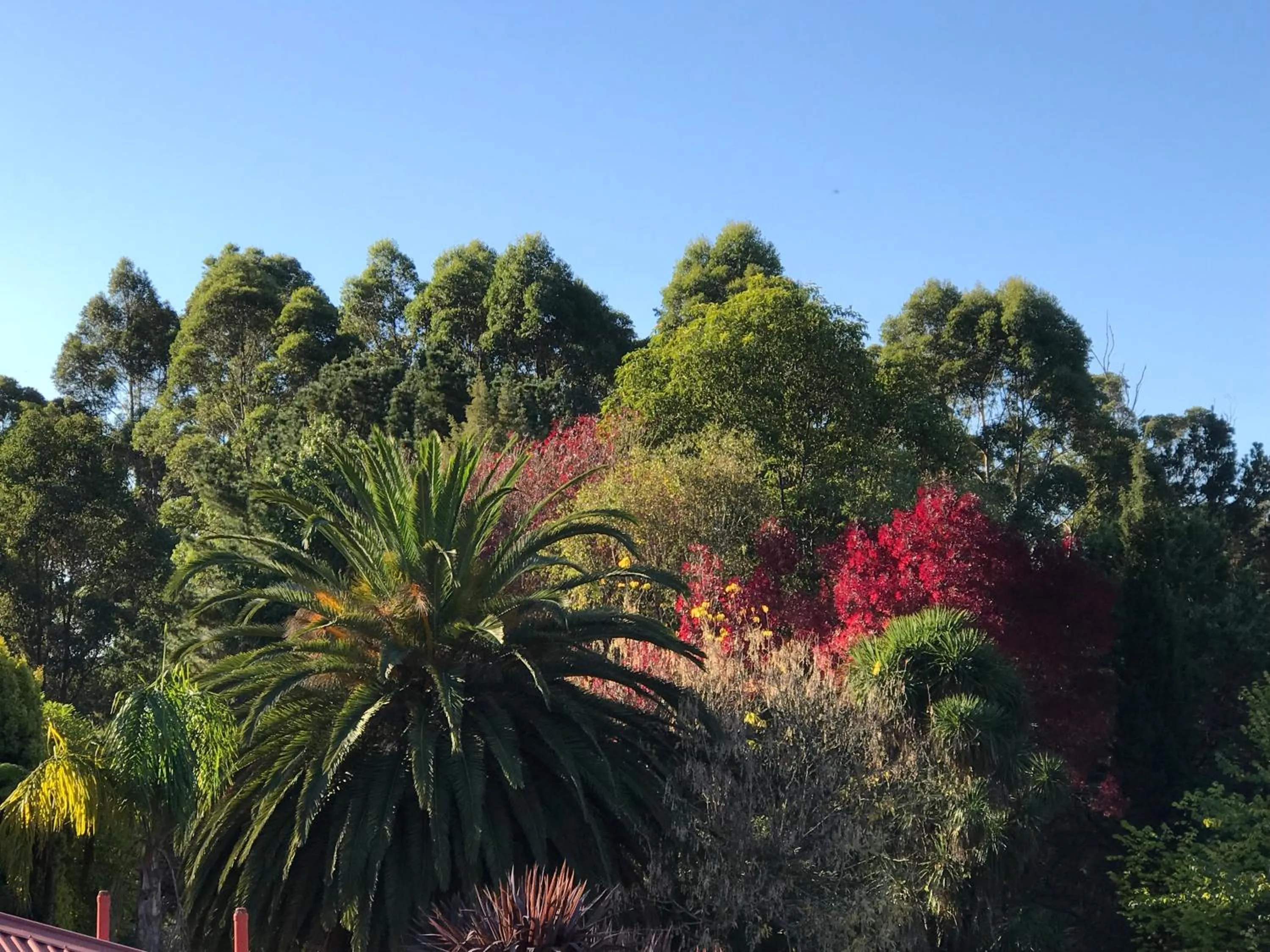 Natural landscape in Forest Lodge Resort