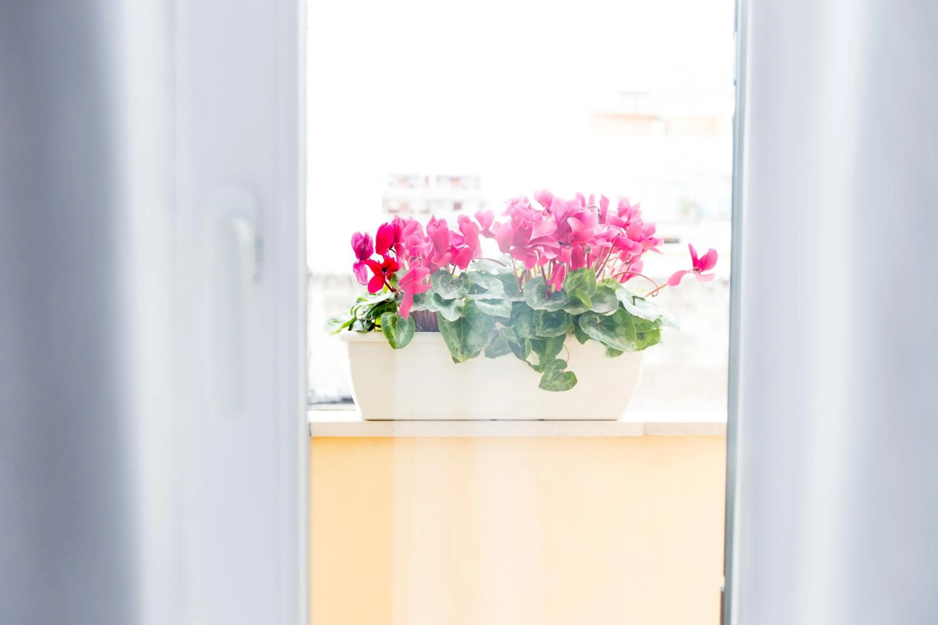 Floor plan in Isola Blu