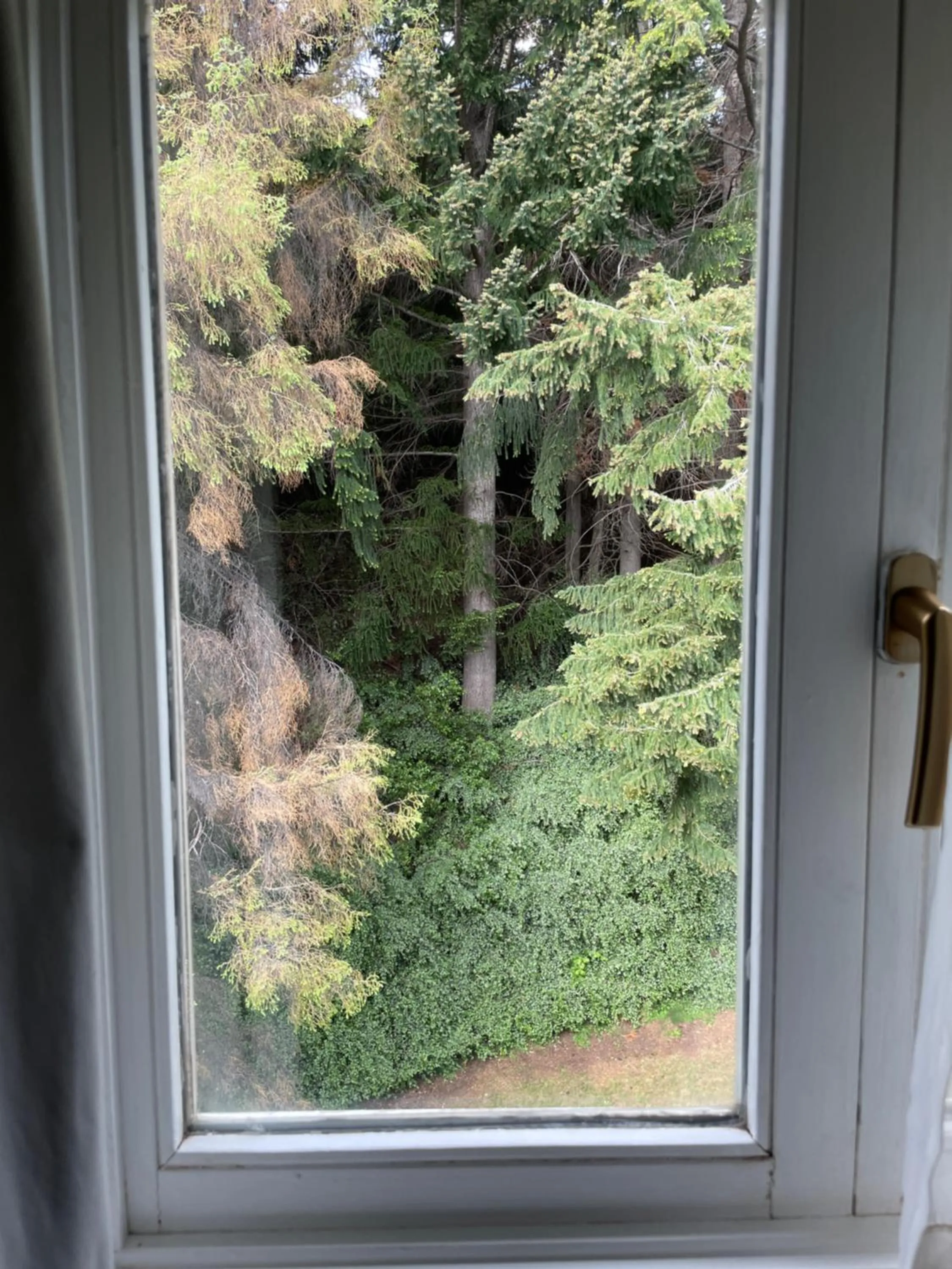 Garden view in Hotel Tunquelén