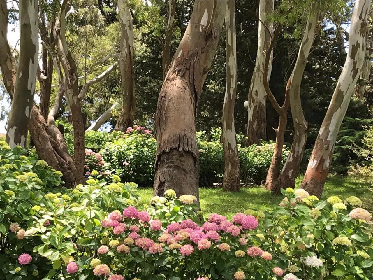 Garden in Hotel del Bosque