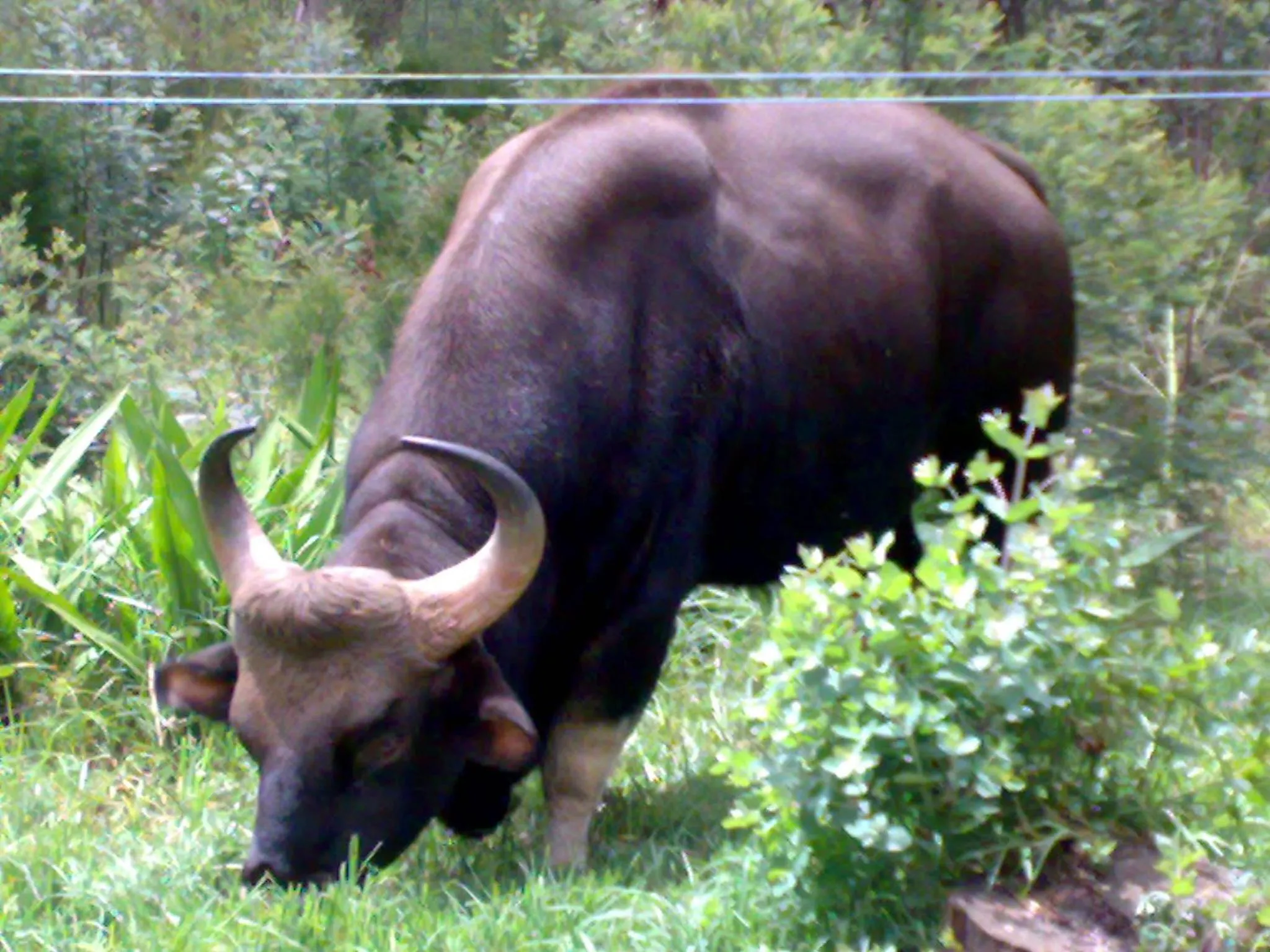 Mistica Munnar
