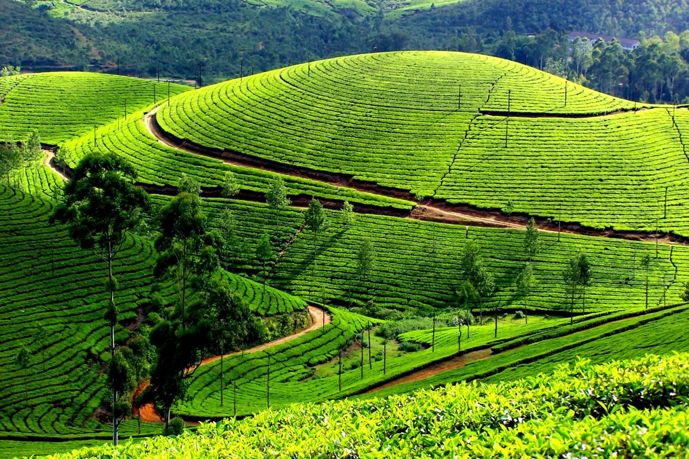 Mistica Munnar
