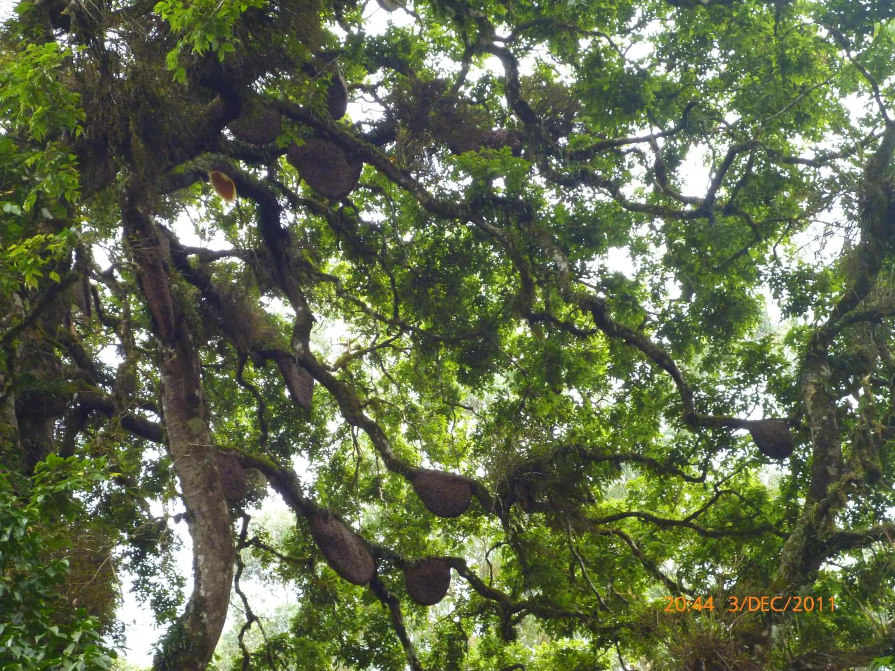 Mistica Munnar