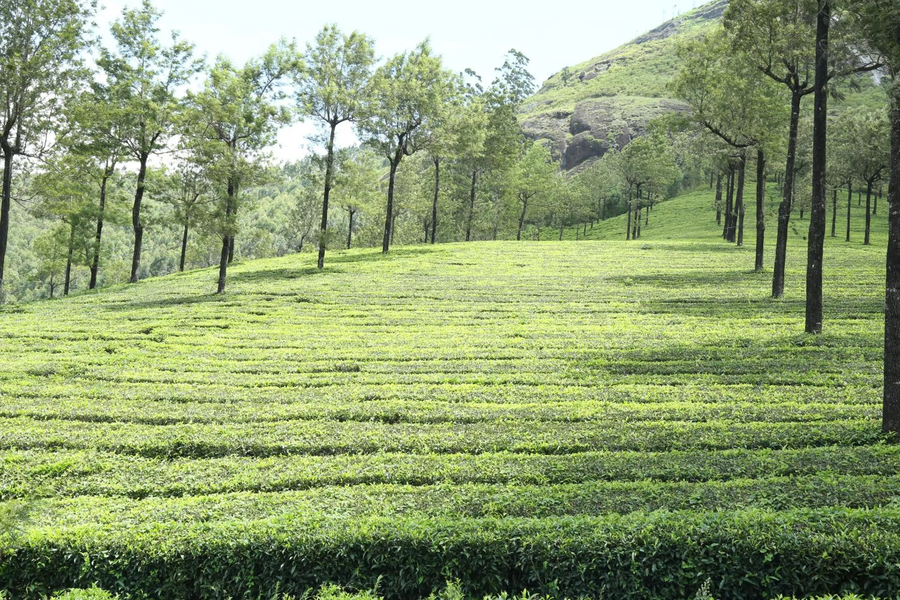 Day in Mistica Munnar